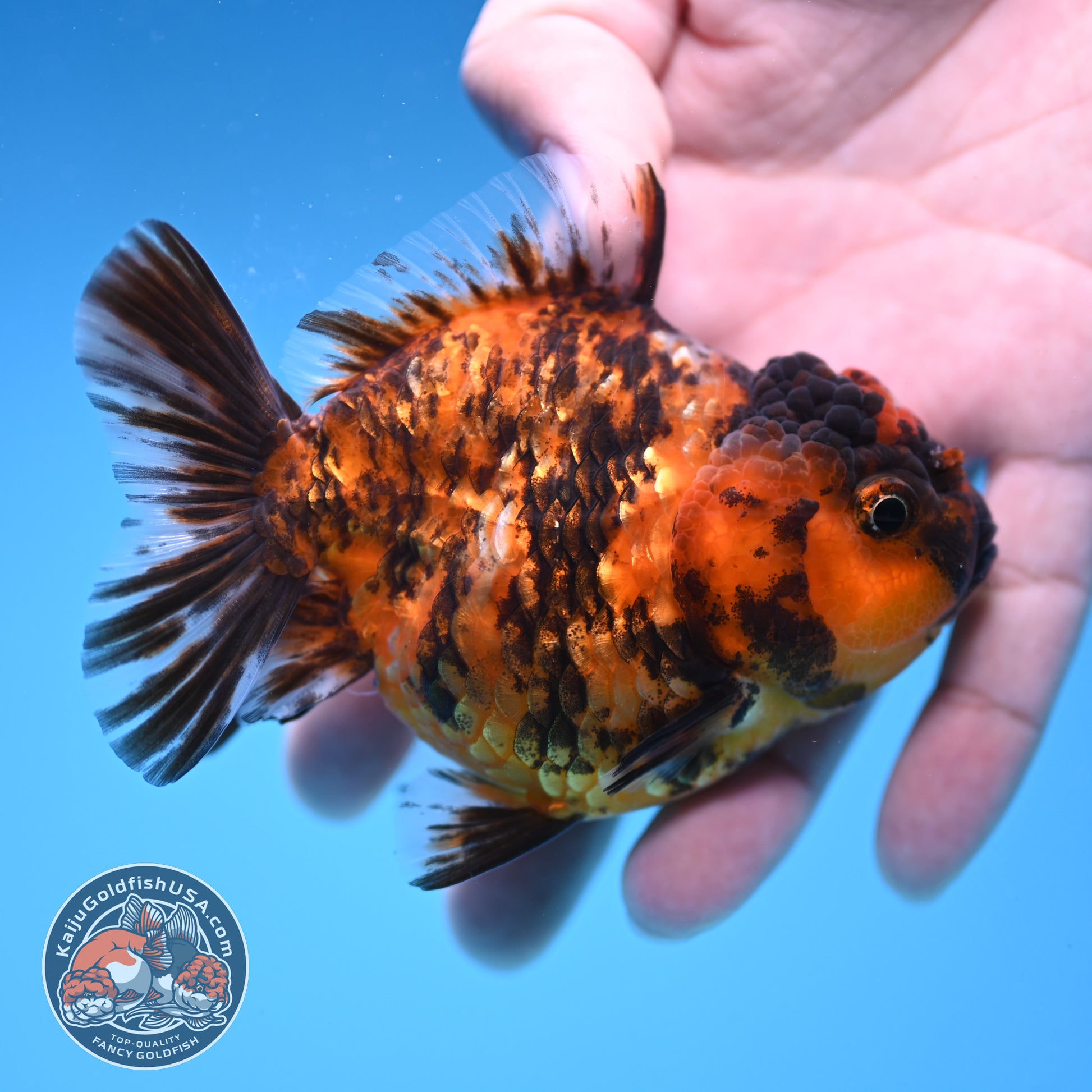 Juvenile Shogun Tiger Oranda 3.25 inch Body (251017_OR15)