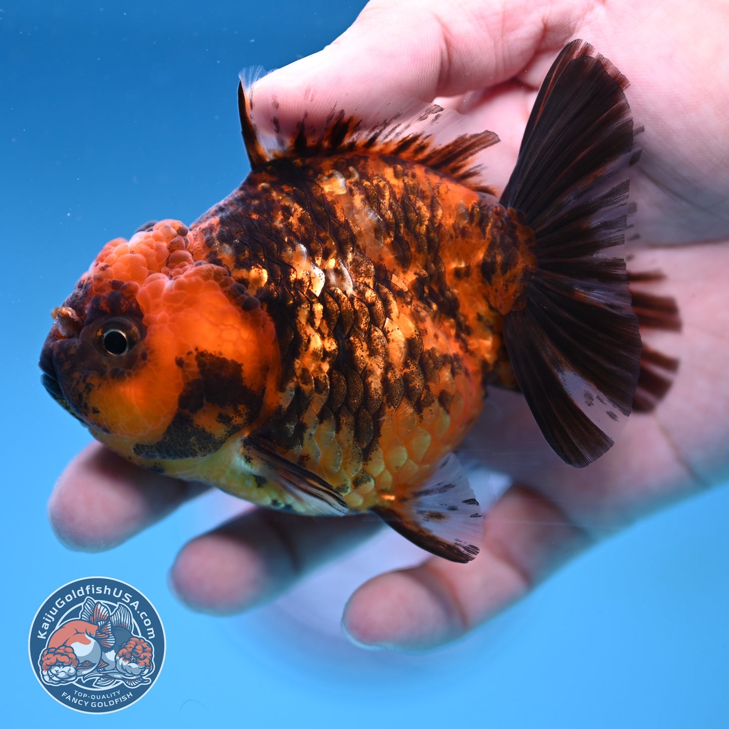 Juvenile Shogun Tiger Oranda 3.25 inch Body (251017_OR15)