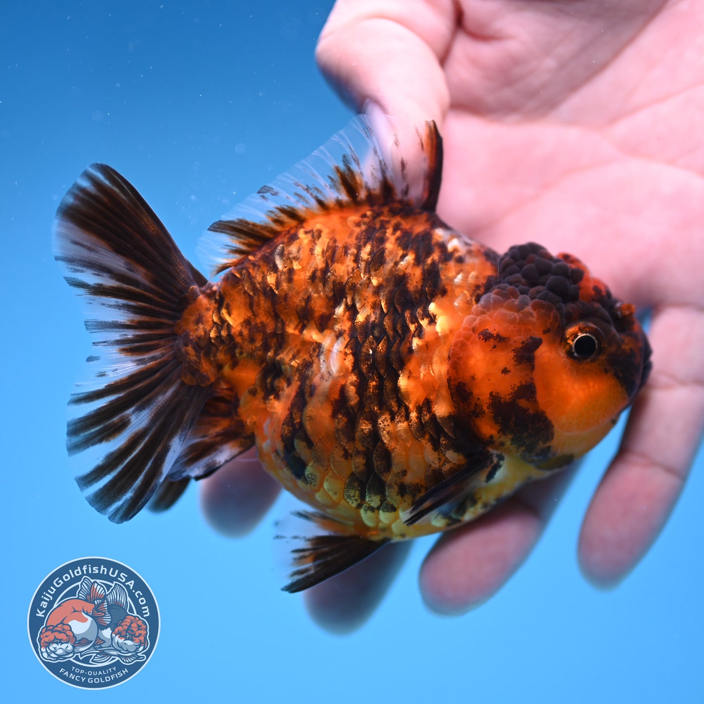 Juvenile Shogun Tiger Oranda 3.25 inch Body (251017_OR15)