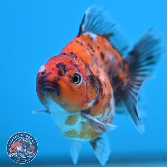 Juvenile Shogun Tricolor Oranda 2.8 inch Body (251031_OR06)
