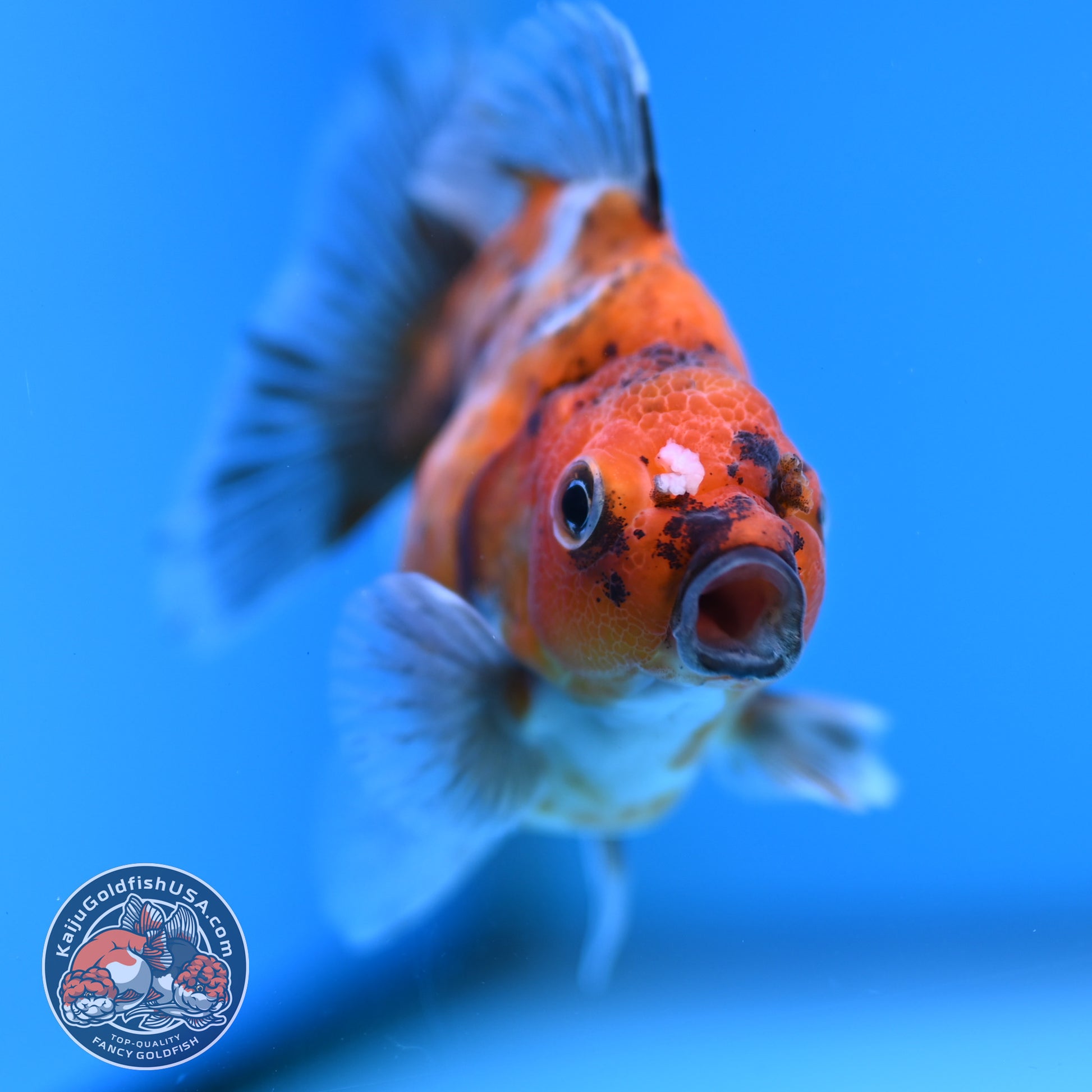 Juvenile Shogun Tricolor Oranda 2.8 inch Body (251031_OR06)
