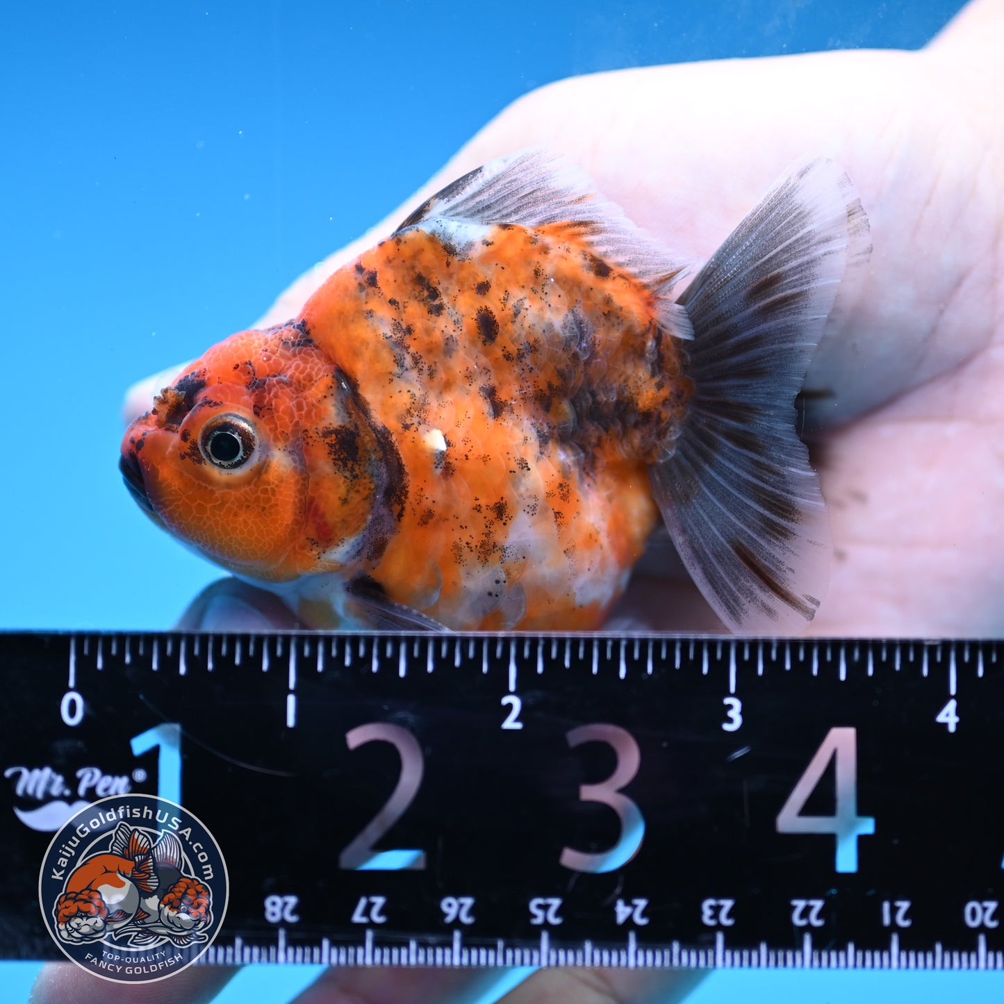 Juvenile Shogun Tricolor Oranda 2.8 inch Body (251031_OR06)