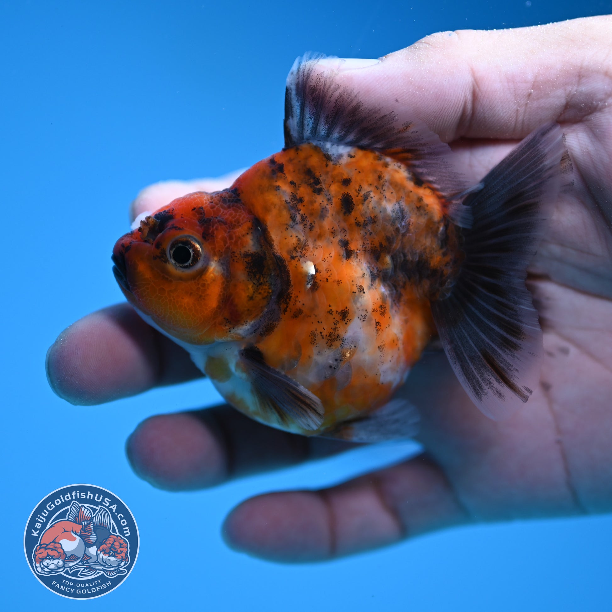 Juvenile Shogun Tricolor Oranda 2.8 inch Body (251031_OR06)