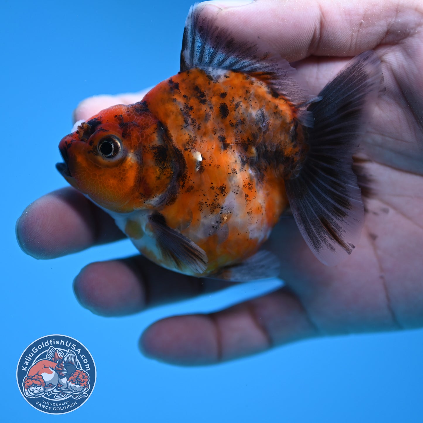 Juvenile Shogun Tricolor Oranda 2.8 inch Body (251031_OR06)