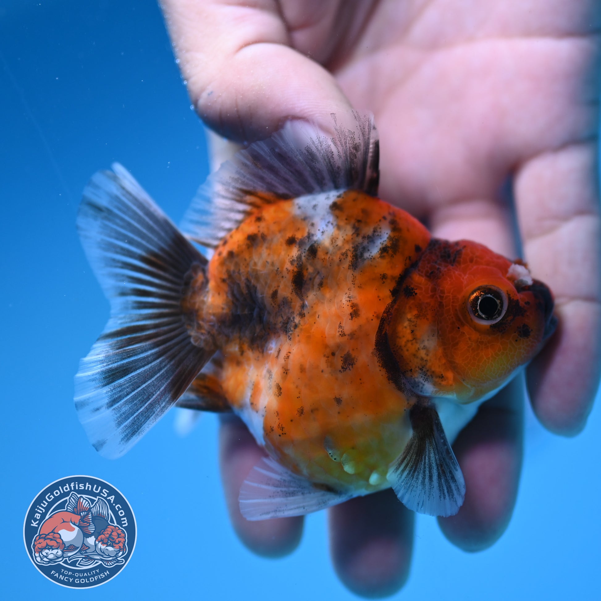 Juvenile Shogun Tricolor Oranda 2.8 inch Body (251031_OR06)