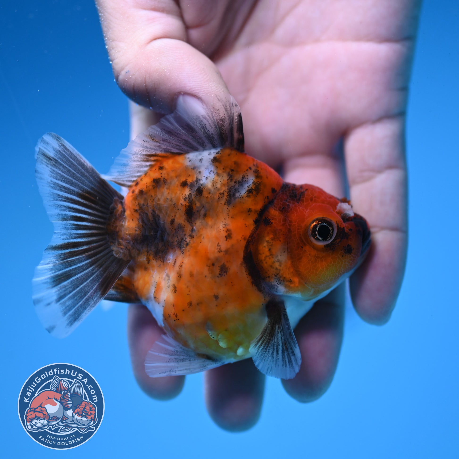 Juvenile Shogun Tricolor Oranda 2.8 inch Body (251031_OR06)