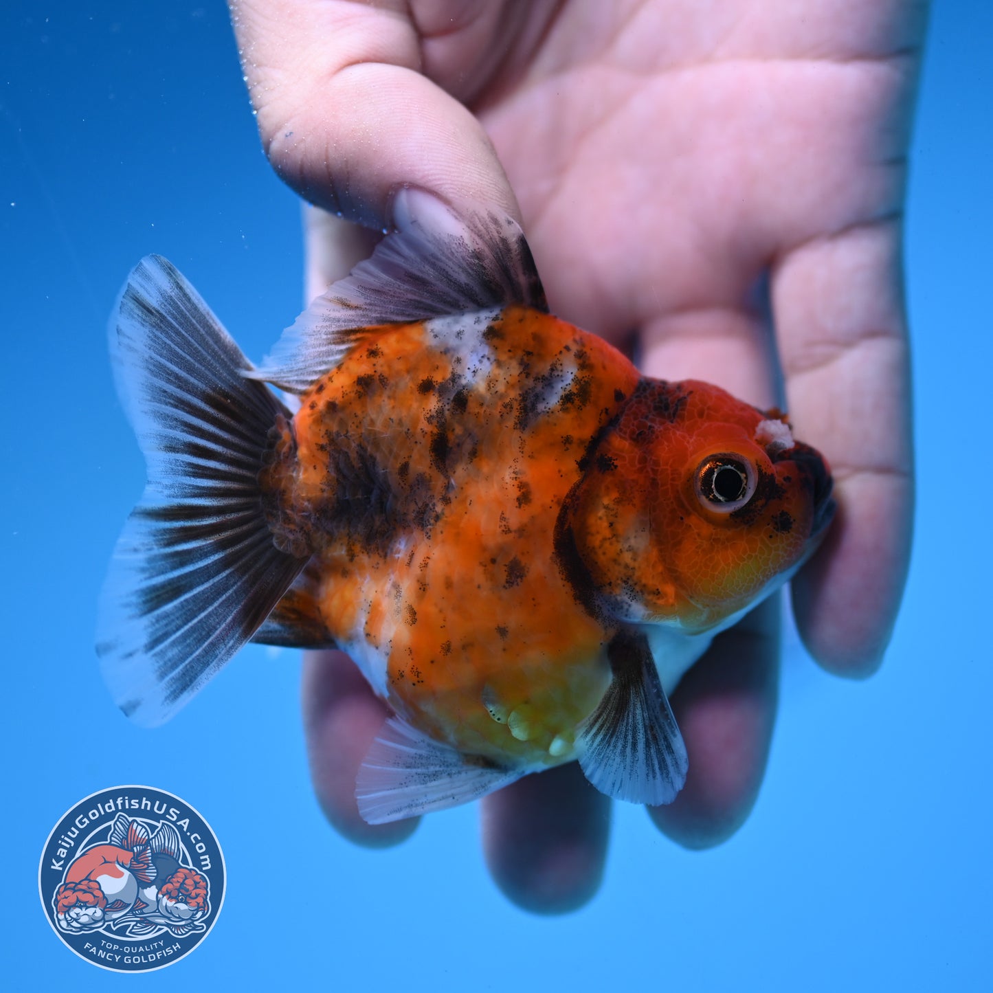 Juvenile Shogun Tricolor Oranda 2.8 inch Body (251031_OR06)