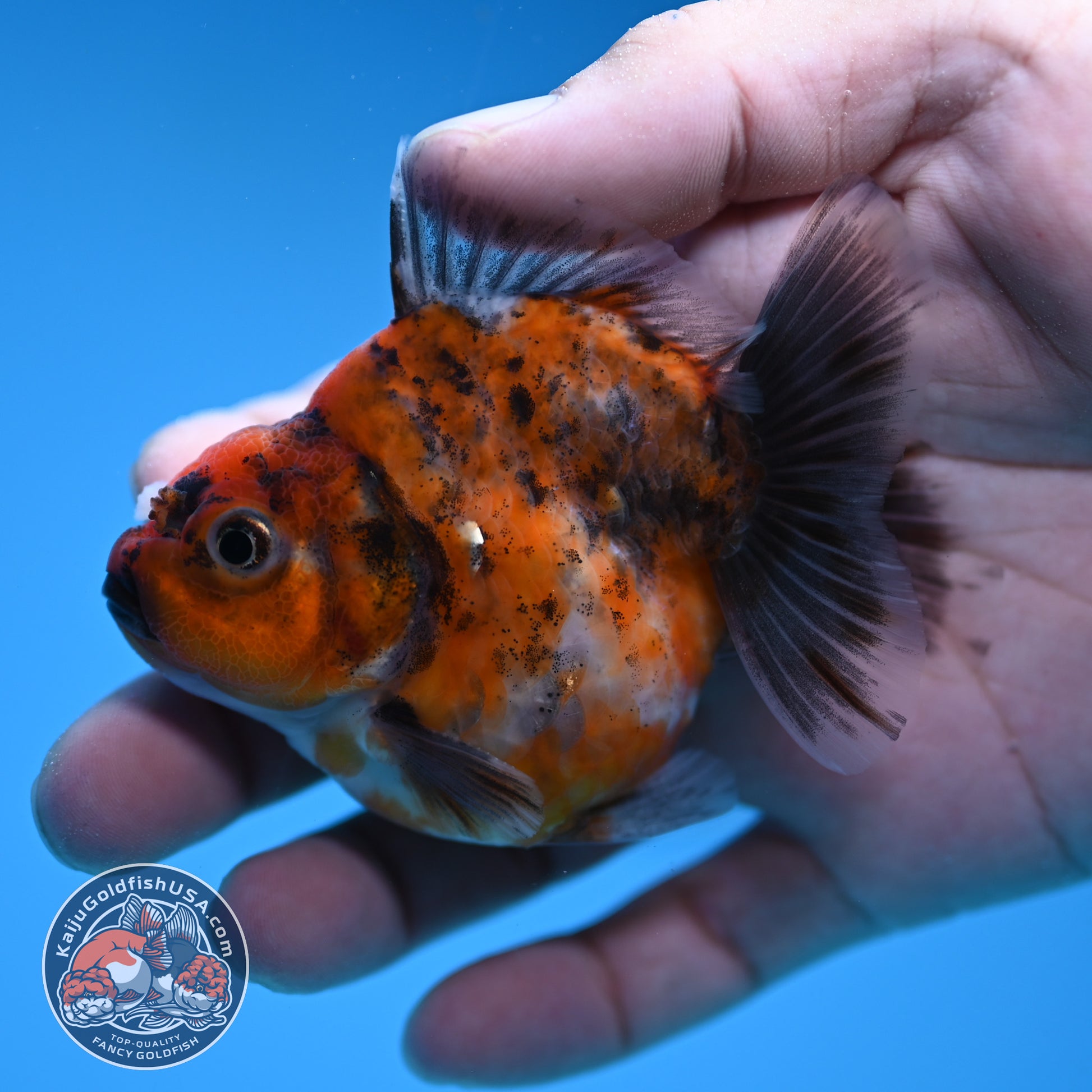 Juvenile Shogun Tricolor Oranda 2.8 inch Body (251031_OR06)