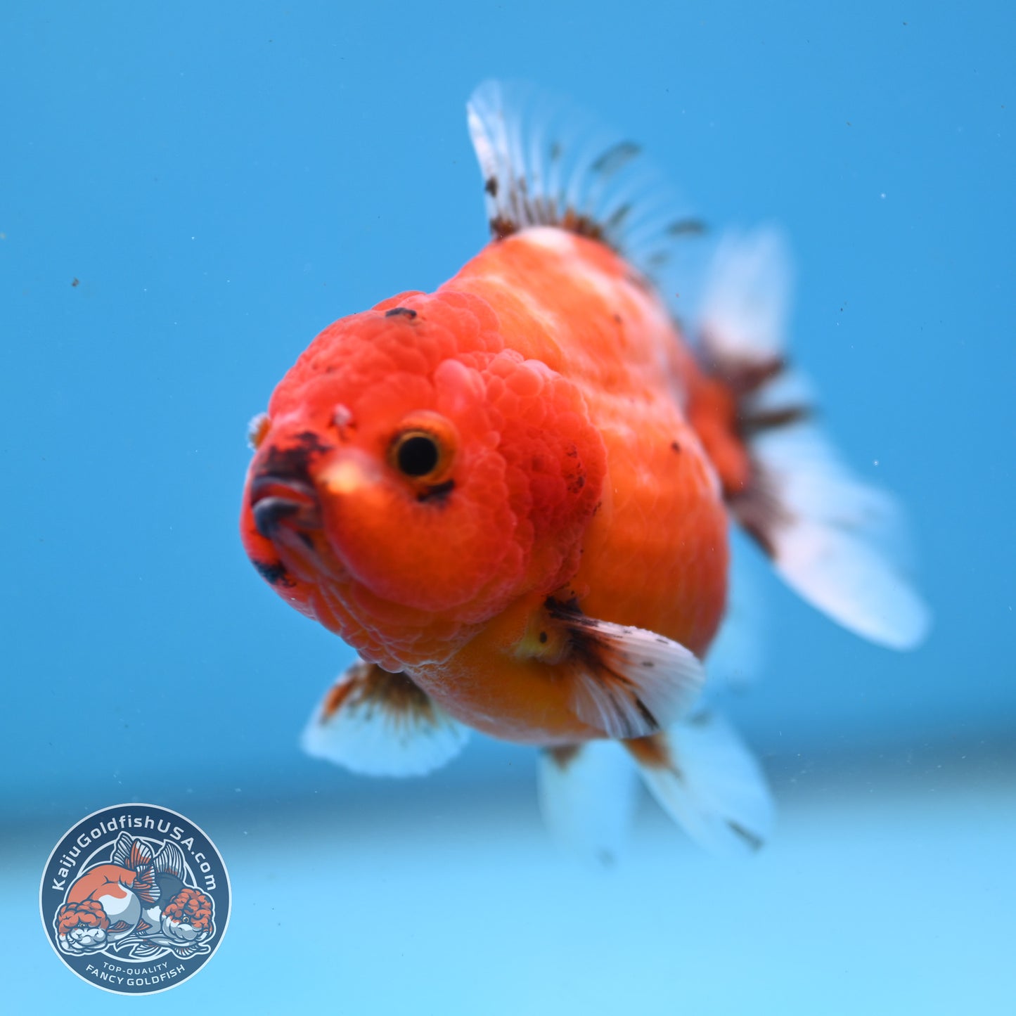 Juvenile Shogun Tricolor Sakura Oranda 3 inch Body (251031_OR03)