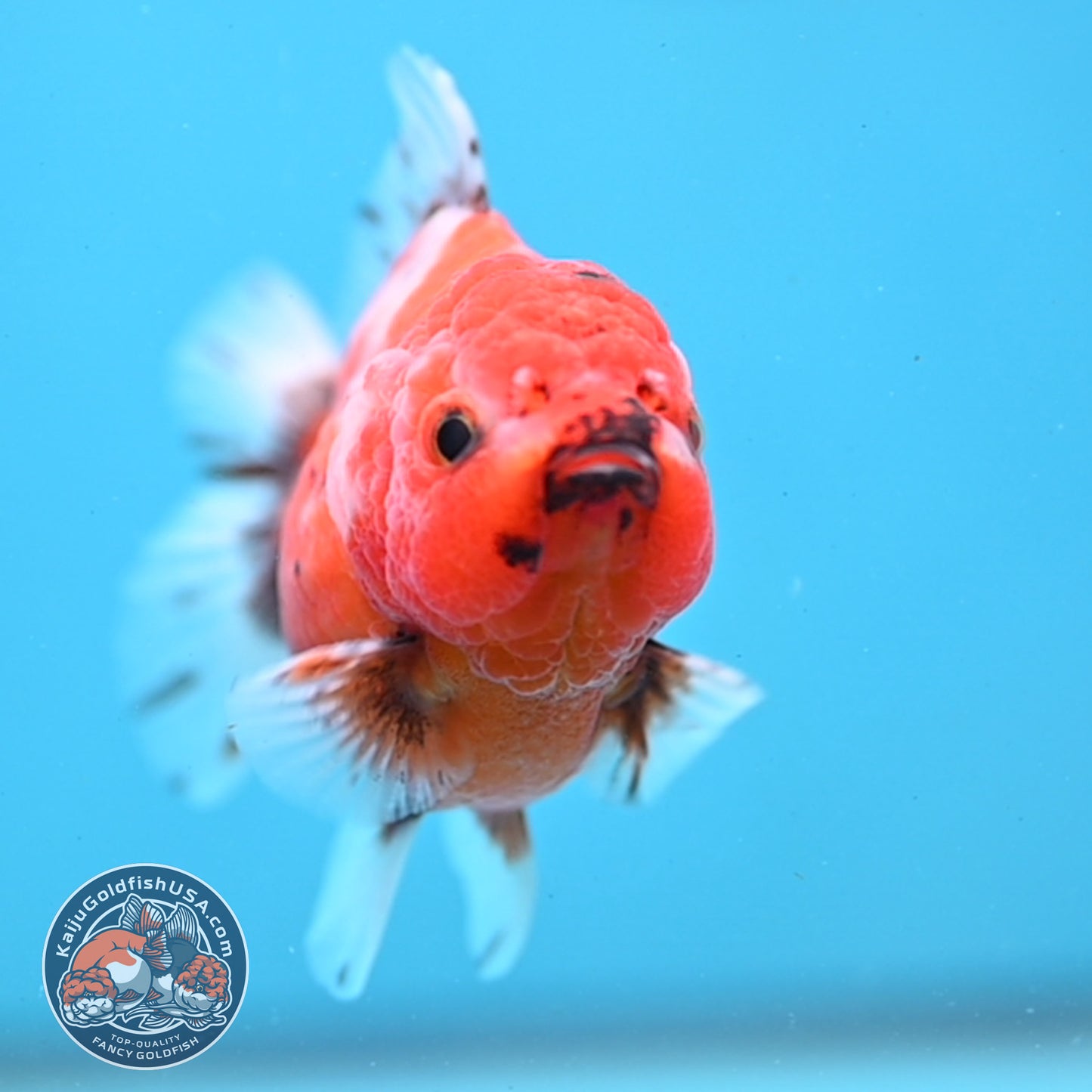 Juvenile Shogun Tricolor Sakura Oranda 3 inch Body (251031_OR03)