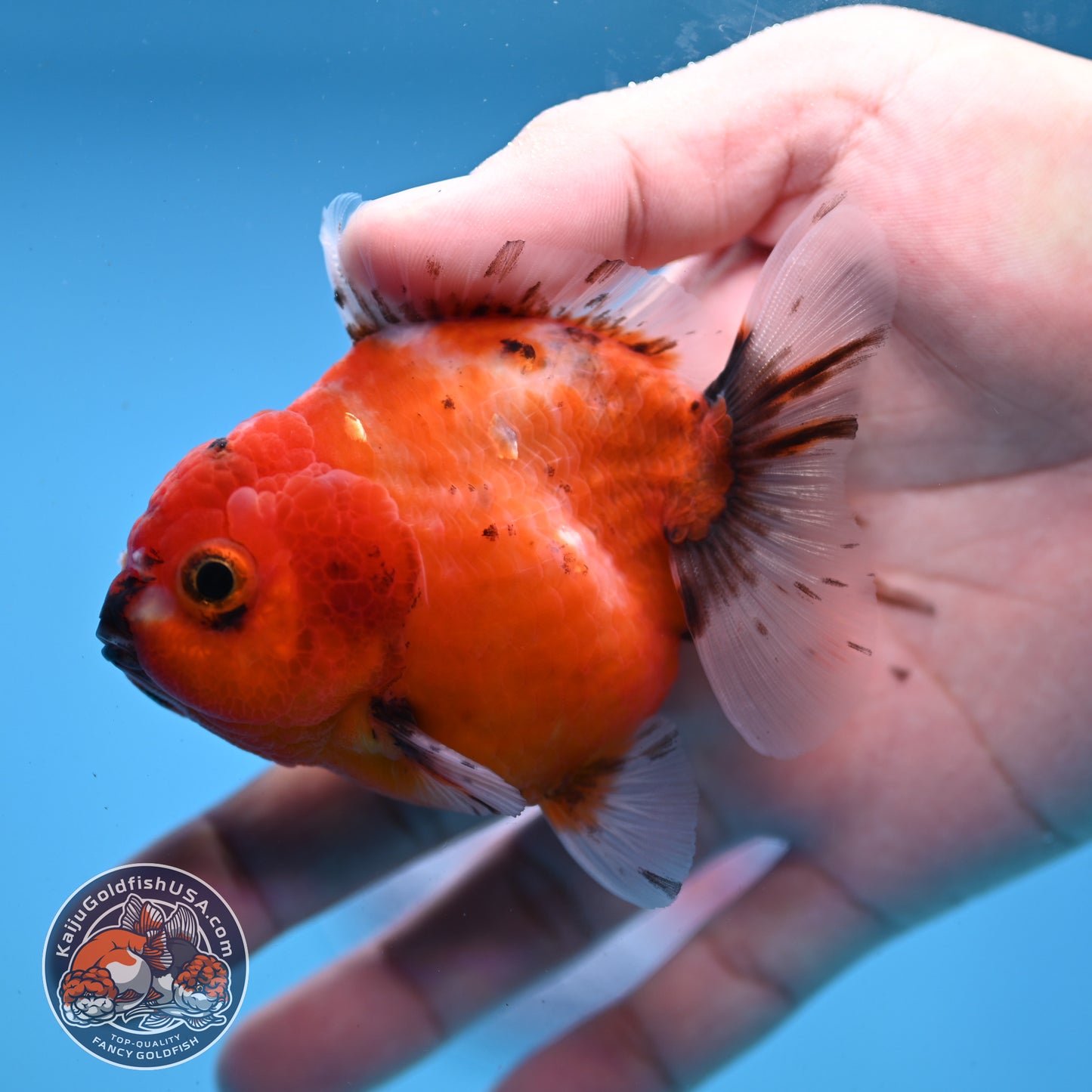 Juvenile Shogun Tricolor Sakura Oranda 3 inch Body (251031_OR03)