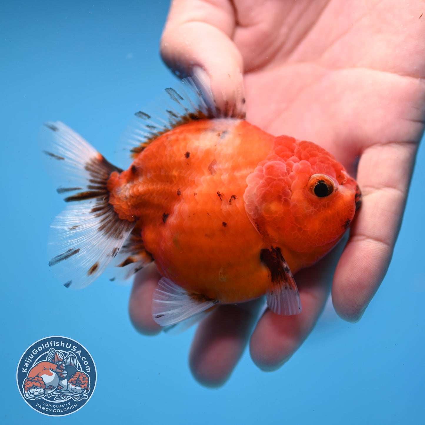 Juvenile Shogun Tricolor Sakura Oranda 3 inch Body (251031_OR03)