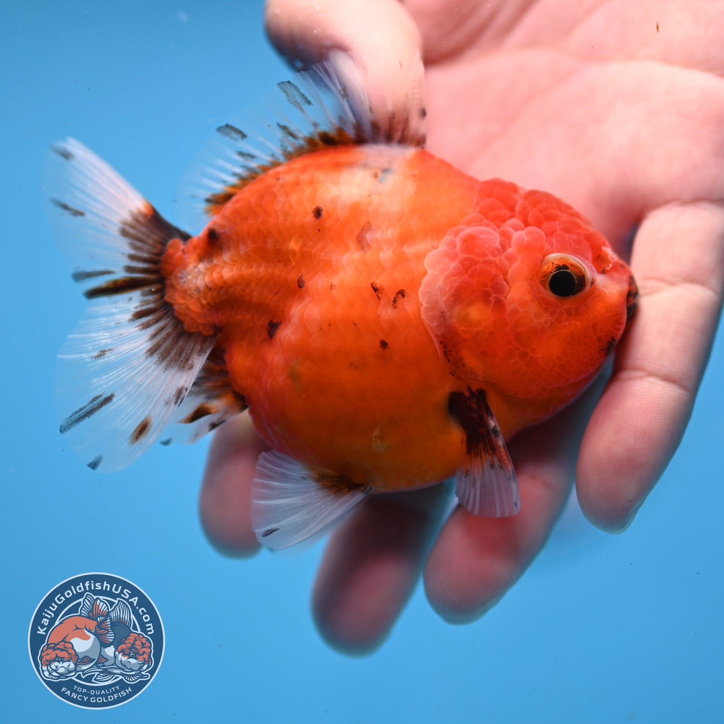 Juvenile Shogun Tricolor Sakura Oranda 3 inch Body (251031_OR03)