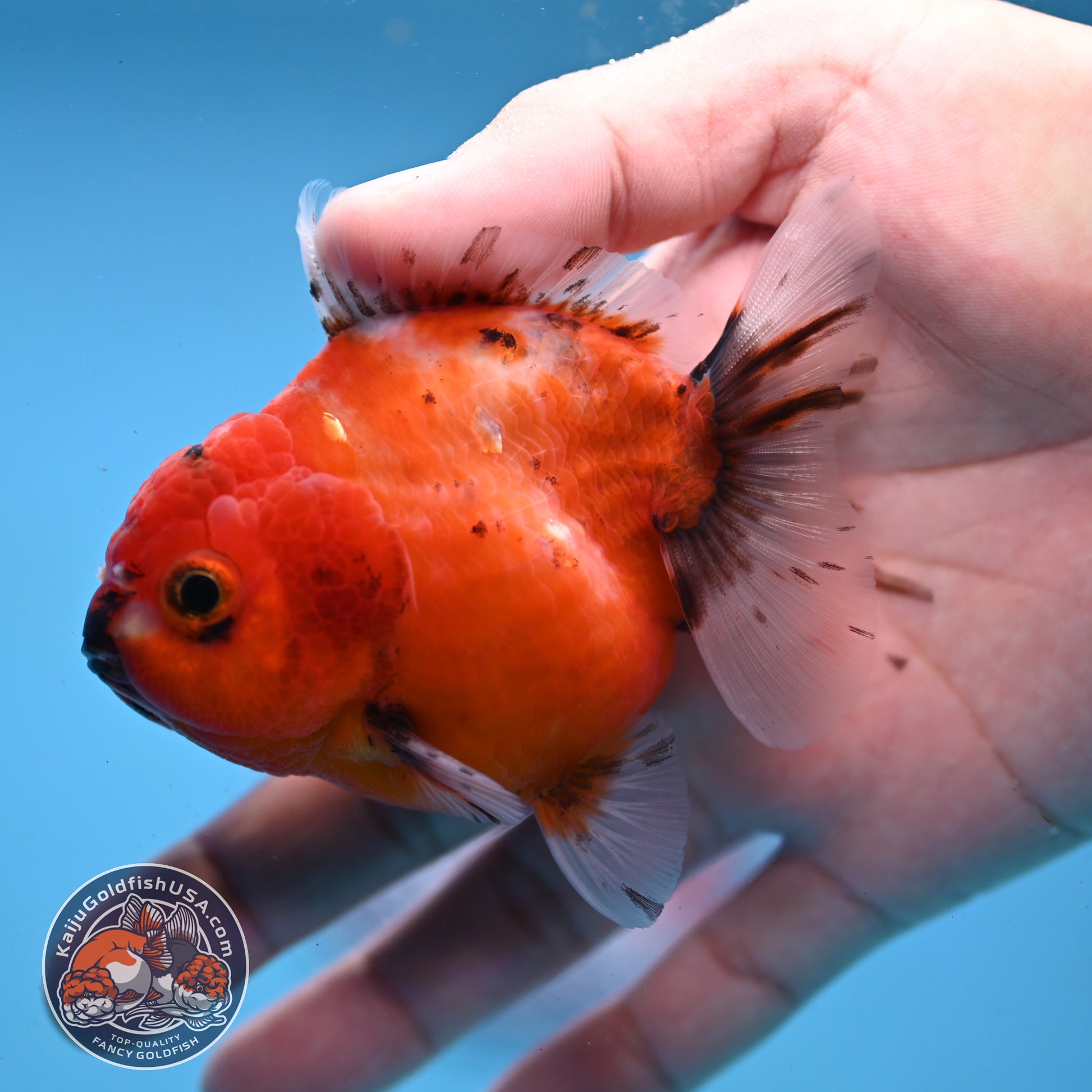 Juvenile Shogun Tricolor Sakura Oranda 3 inch Body (251031_OR03)
