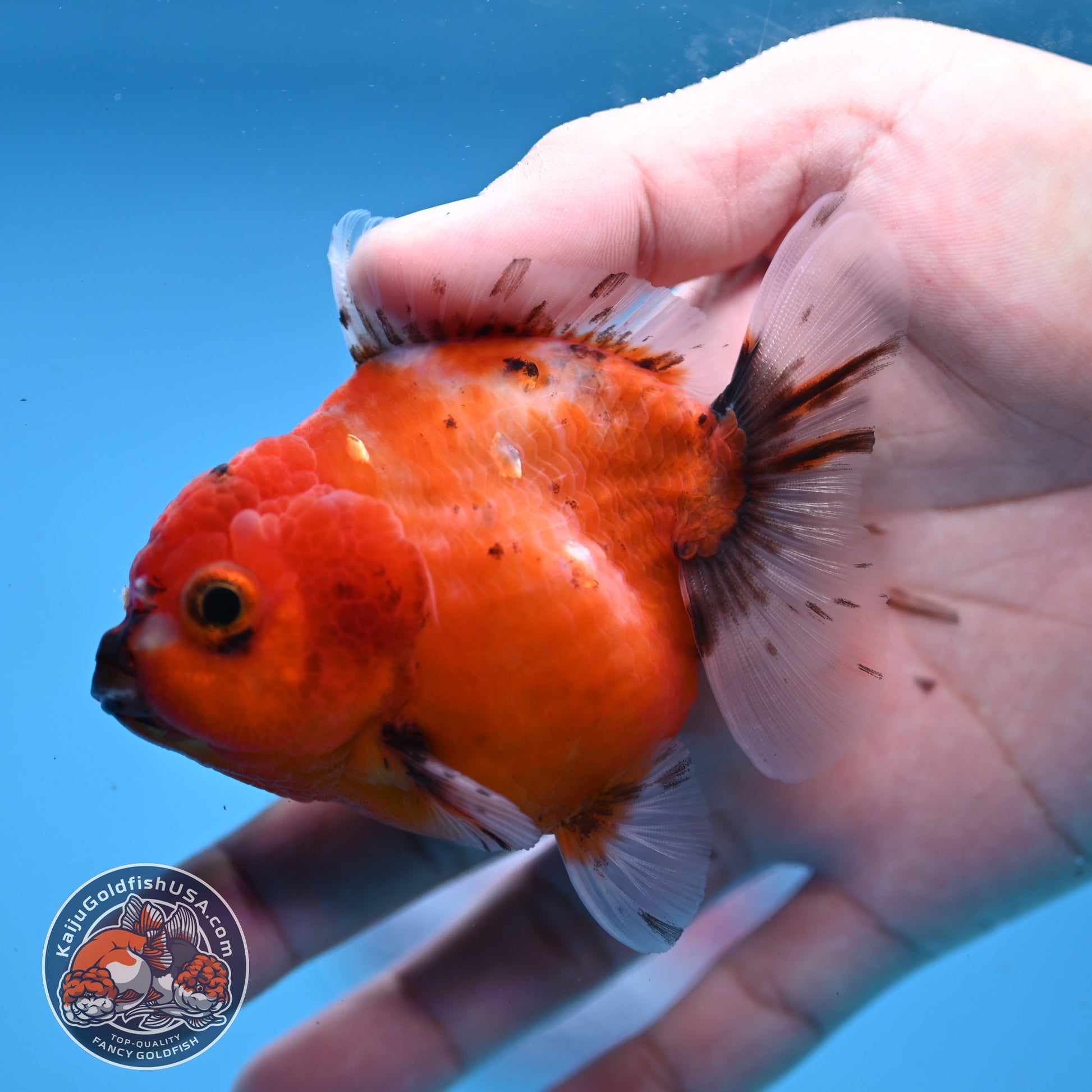 Juvenile Shogun Tricolor Sakura Oranda 3 inch Body (251031_OR03)