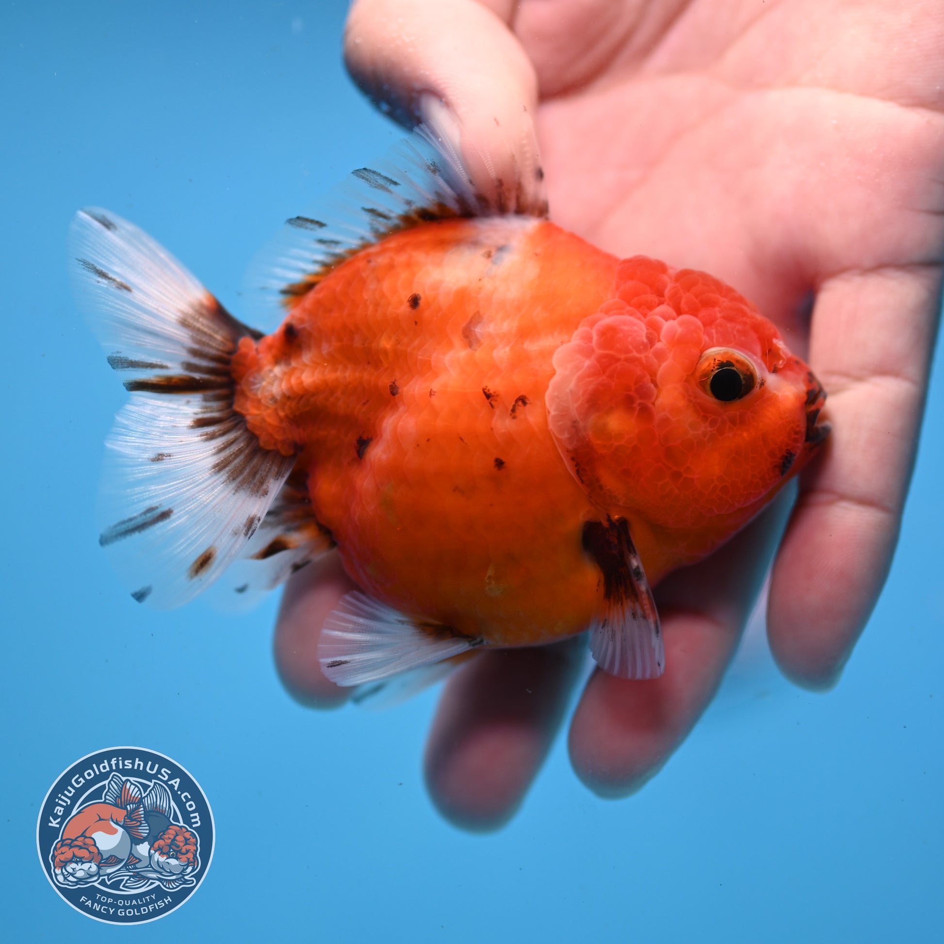 Juvenile Shogun Tricolor Sakura Oranda 3 inch Body (251031_OR03)