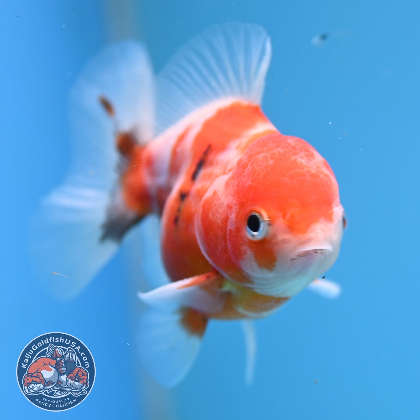 Juvenile Shogun Tricolor Sakura Oranda 3 inch Body (251031_OR13)