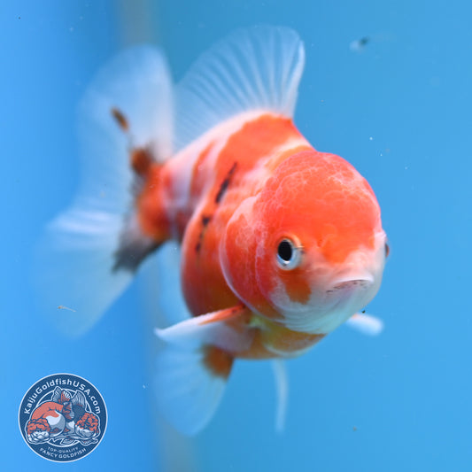 Juvenile Shogun Tricolor Sakura Oranda 3 inch Body (251031_OR13)