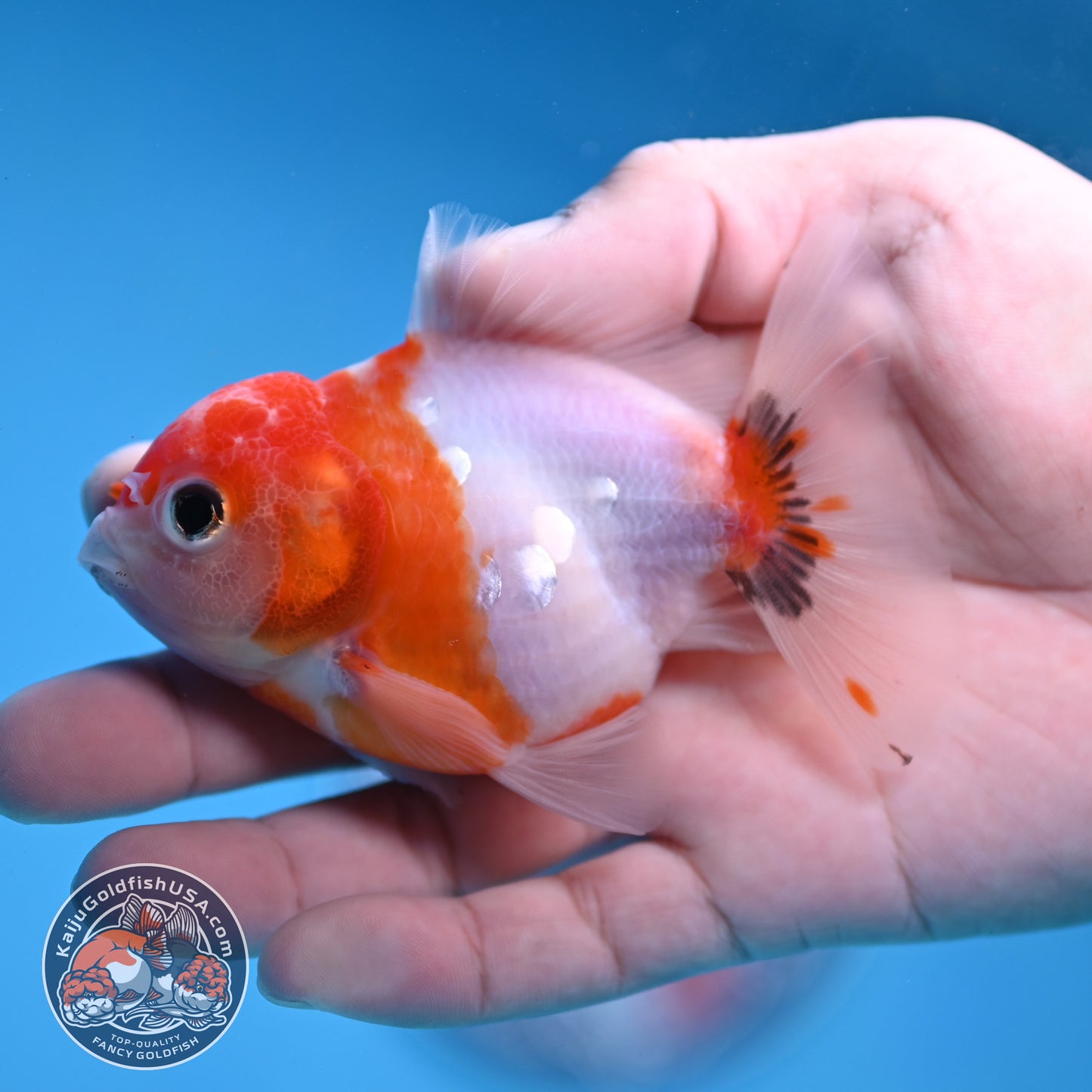 Juvenile Shogun Tricolor Sakura Oranda 3 inch Body (251031_OR13)