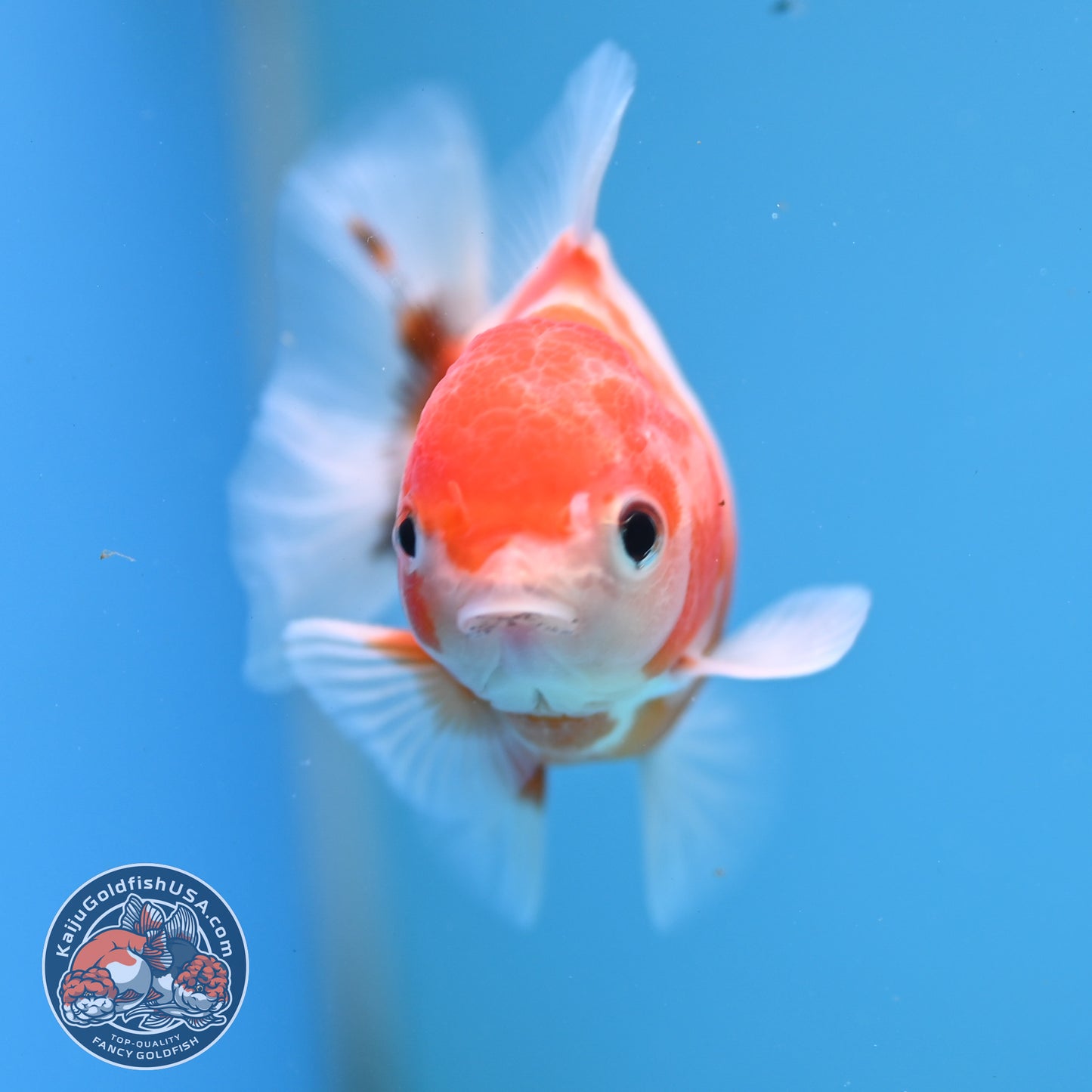 Juvenile Shogun Tricolor Sakura Oranda 3 inch Body (251031_OR13)