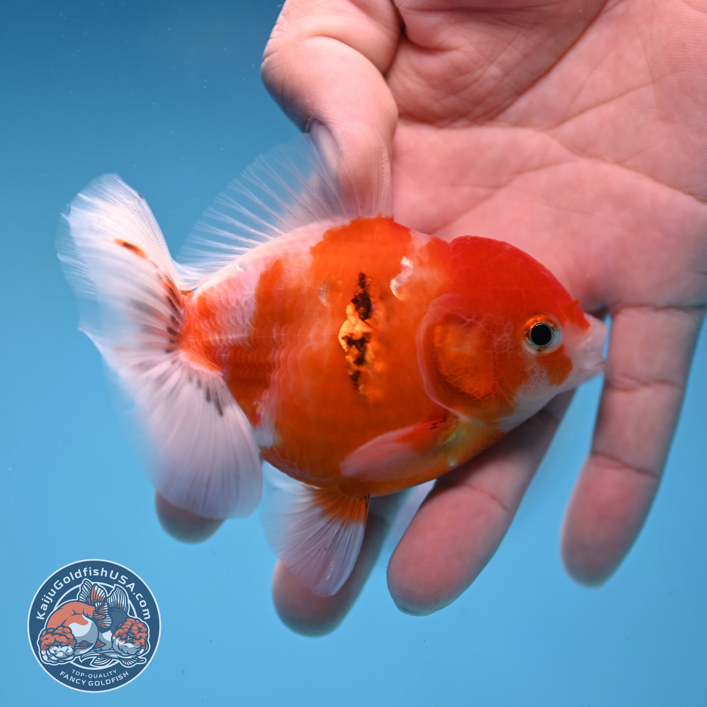 Juvenile Shogun Tricolor Sakura Oranda 3 inch Body (251031_OR13)