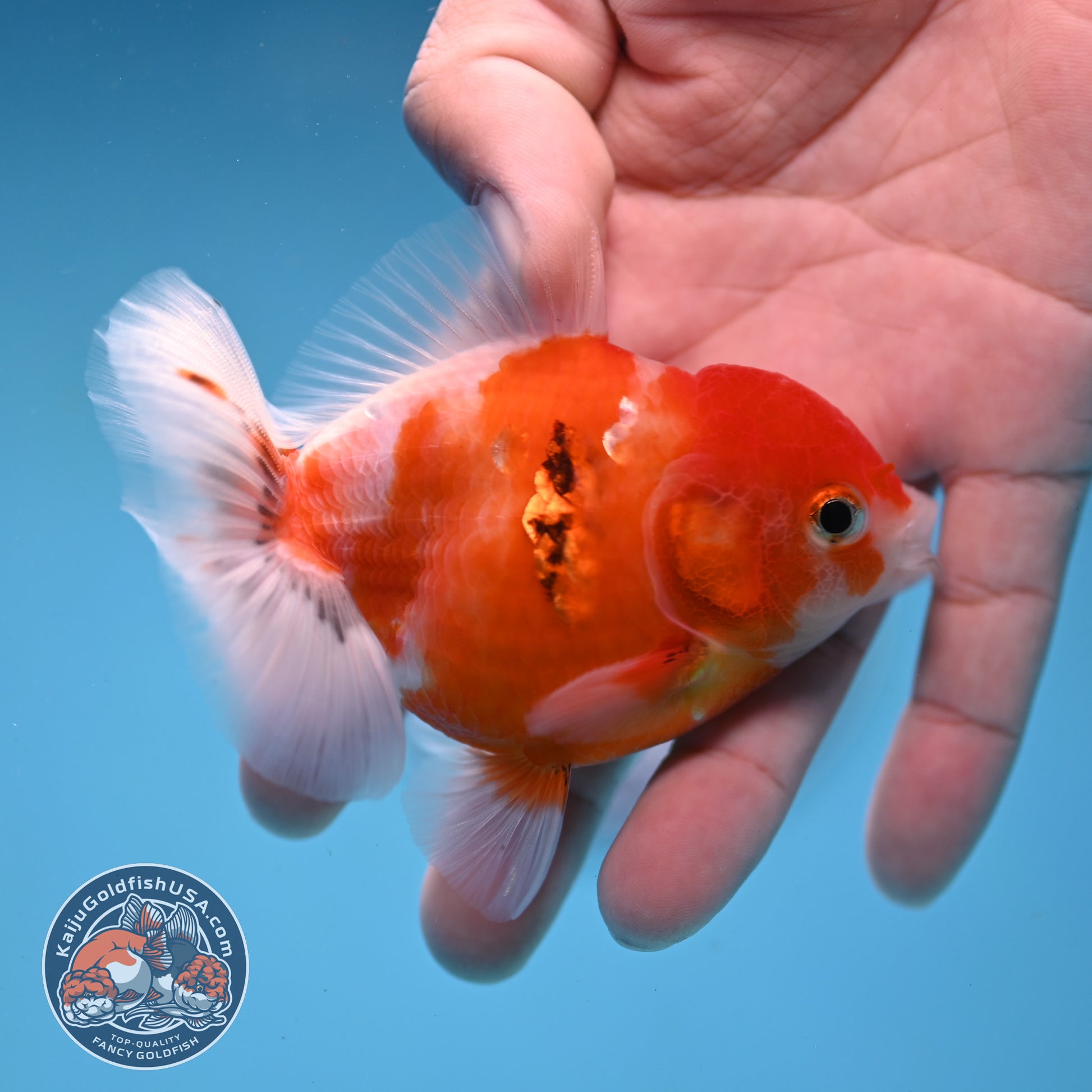 Juvenile Shogun Tricolor Sakura Oranda 3 inch Body (251031_OR13)