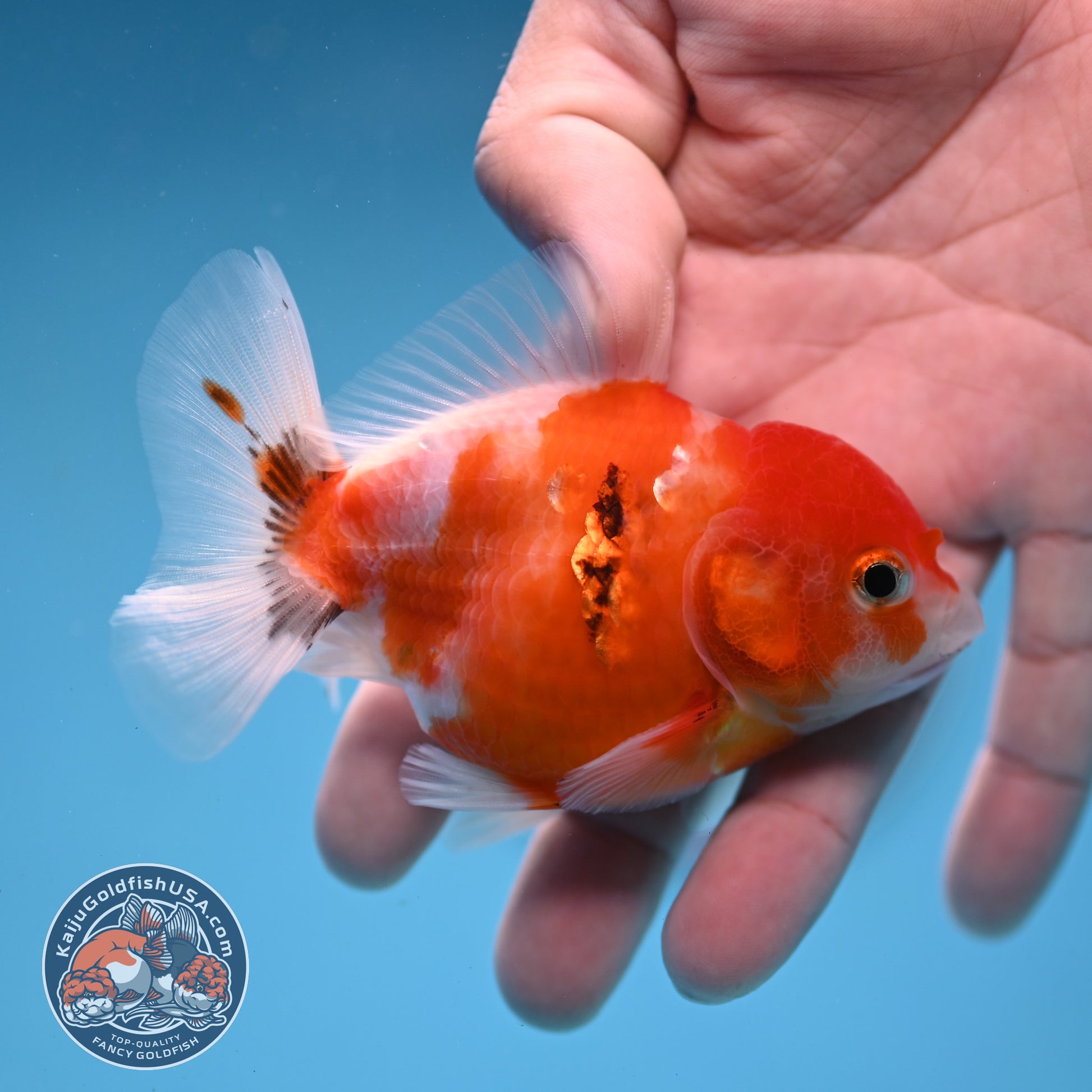 Juvenile Shogun Tricolor Sakura Oranda 3 inch Body (251031_OR13)