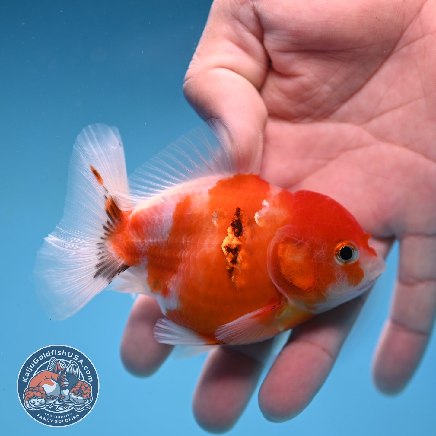 Juvenile Shogun Tricolor Sakura Oranda 3 inch Body (251031_OR13)