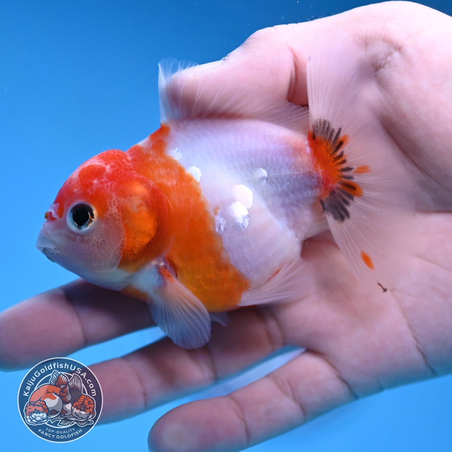 Juvenile Shogun Tricolor Sakura Oranda 3 inch Body (251031_OR13)