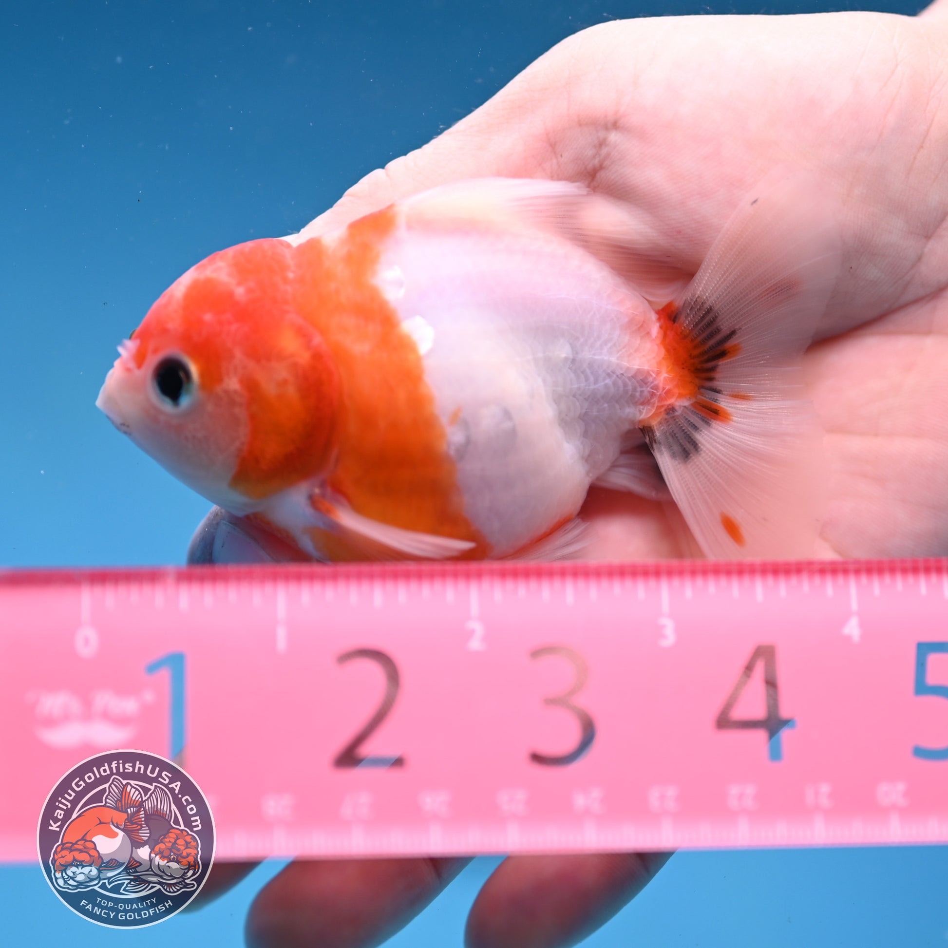 Juvenile Shogun Tricolor Sakura Oranda 3 inch Body (251031_OR13)