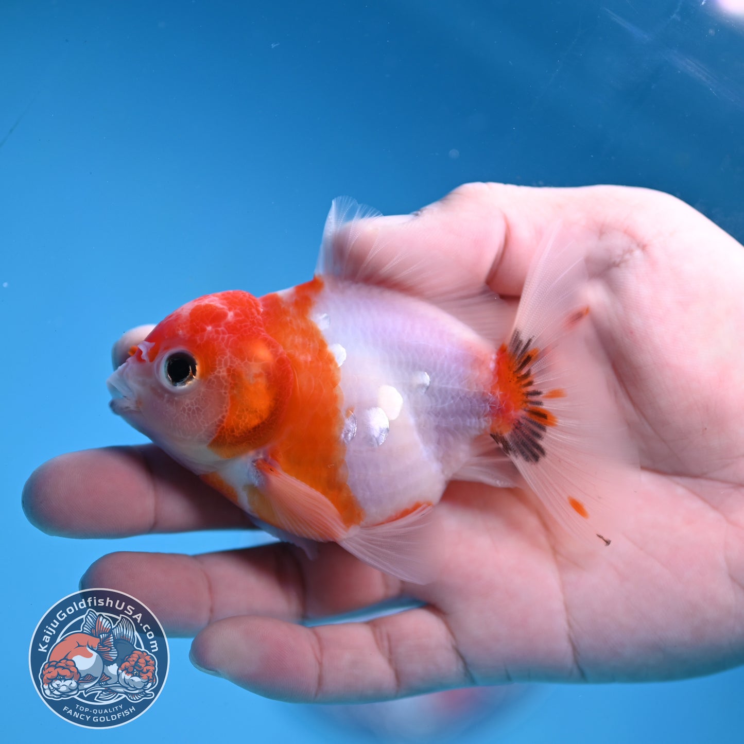 Juvenile Shogun Tricolor Sakura Oranda 3 inch Body (251031_OR13)