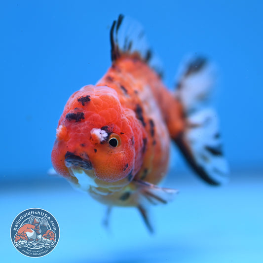 Juvenile Shogun Tricolor Sakura Oranda 3.25 inch Body (251031_OR01)