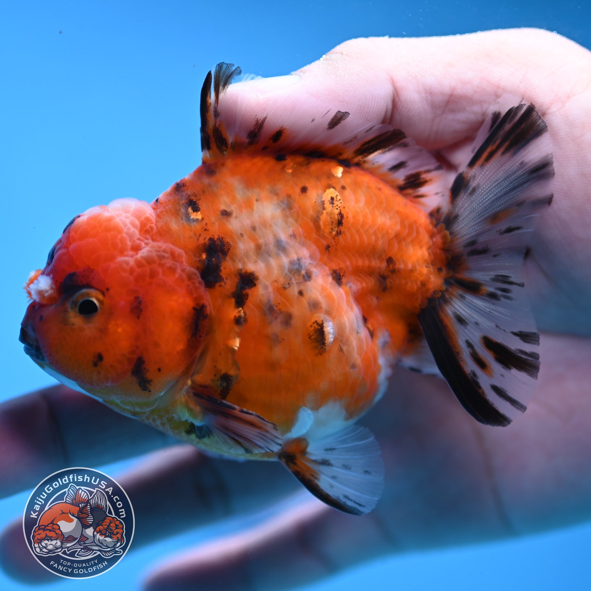 Juvenile Shogun Tricolor Sakura Oranda 3.25 inch Body (251031_OR01)