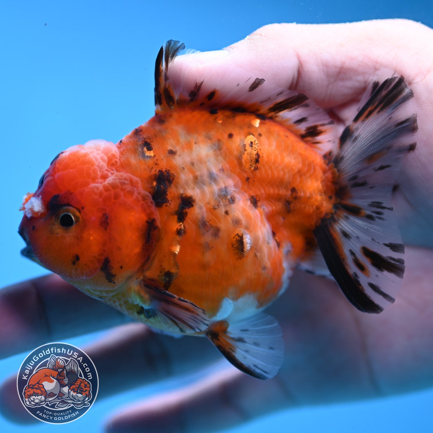 Juvenile Shogun Tricolor Sakura Oranda 3.25 inch Body (251031_OR01)