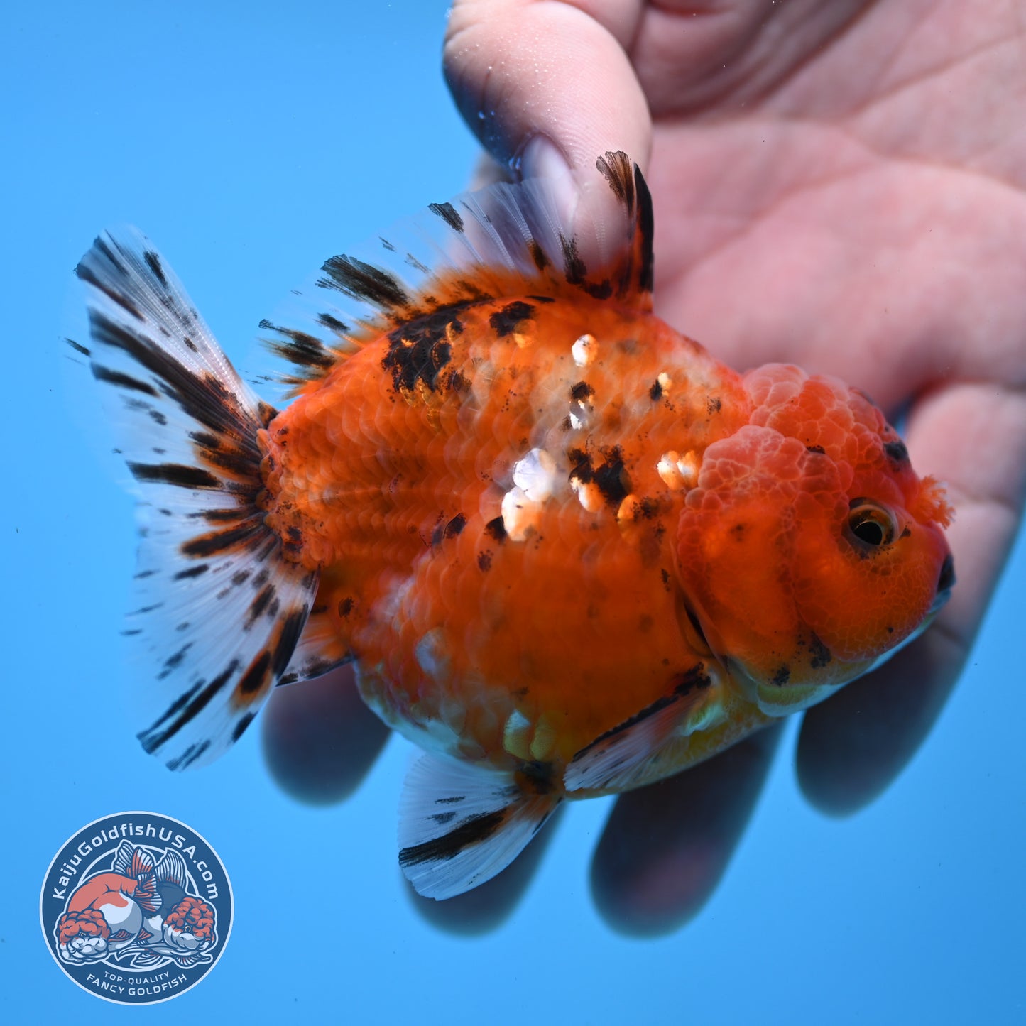 Juvenile Shogun Tricolor Sakura Oranda 3.25 inch Body (251031_OR01)