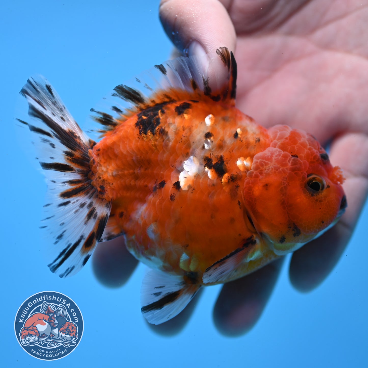 Juvenile Shogun Tricolor Sakura Oranda 3.25 inch Body (251031_OR01)