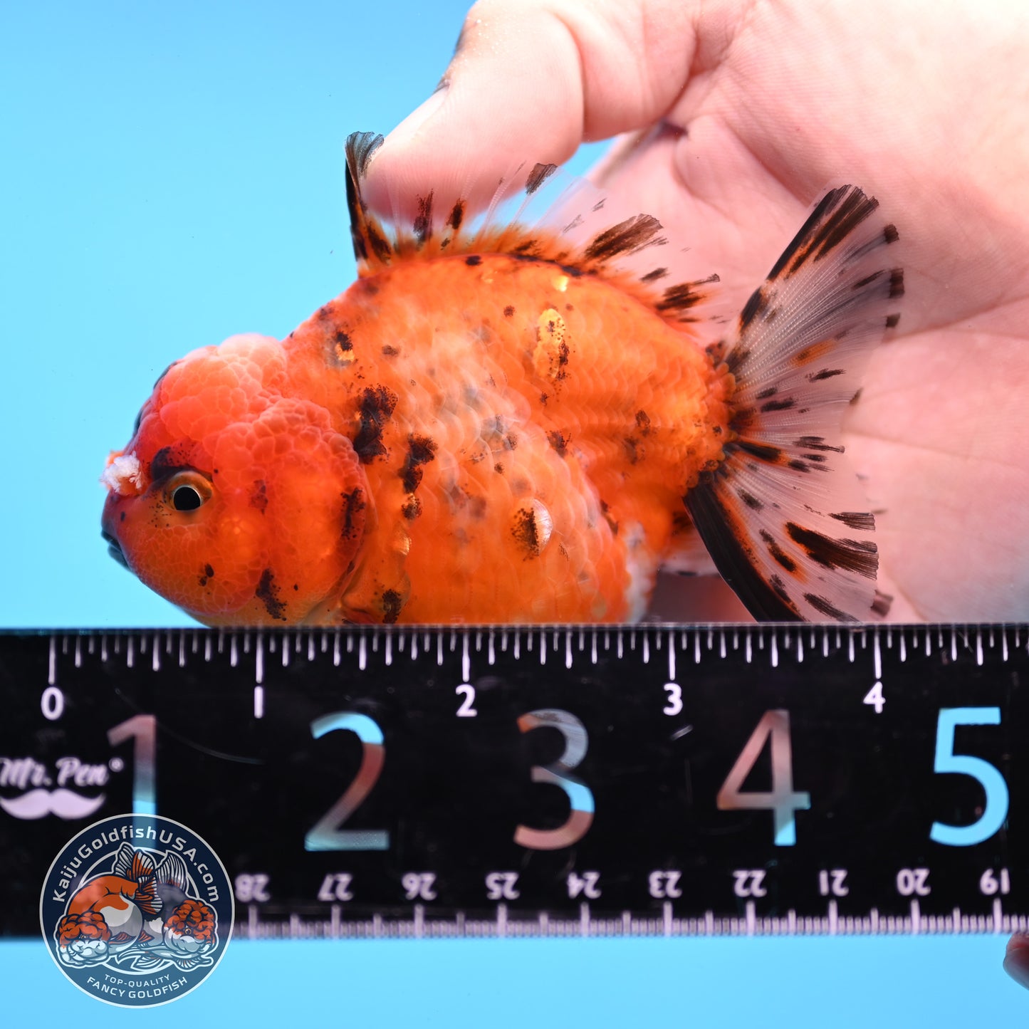 Juvenile Shogun Tricolor Sakura Oranda 3.25 inch Body (251031_OR01)