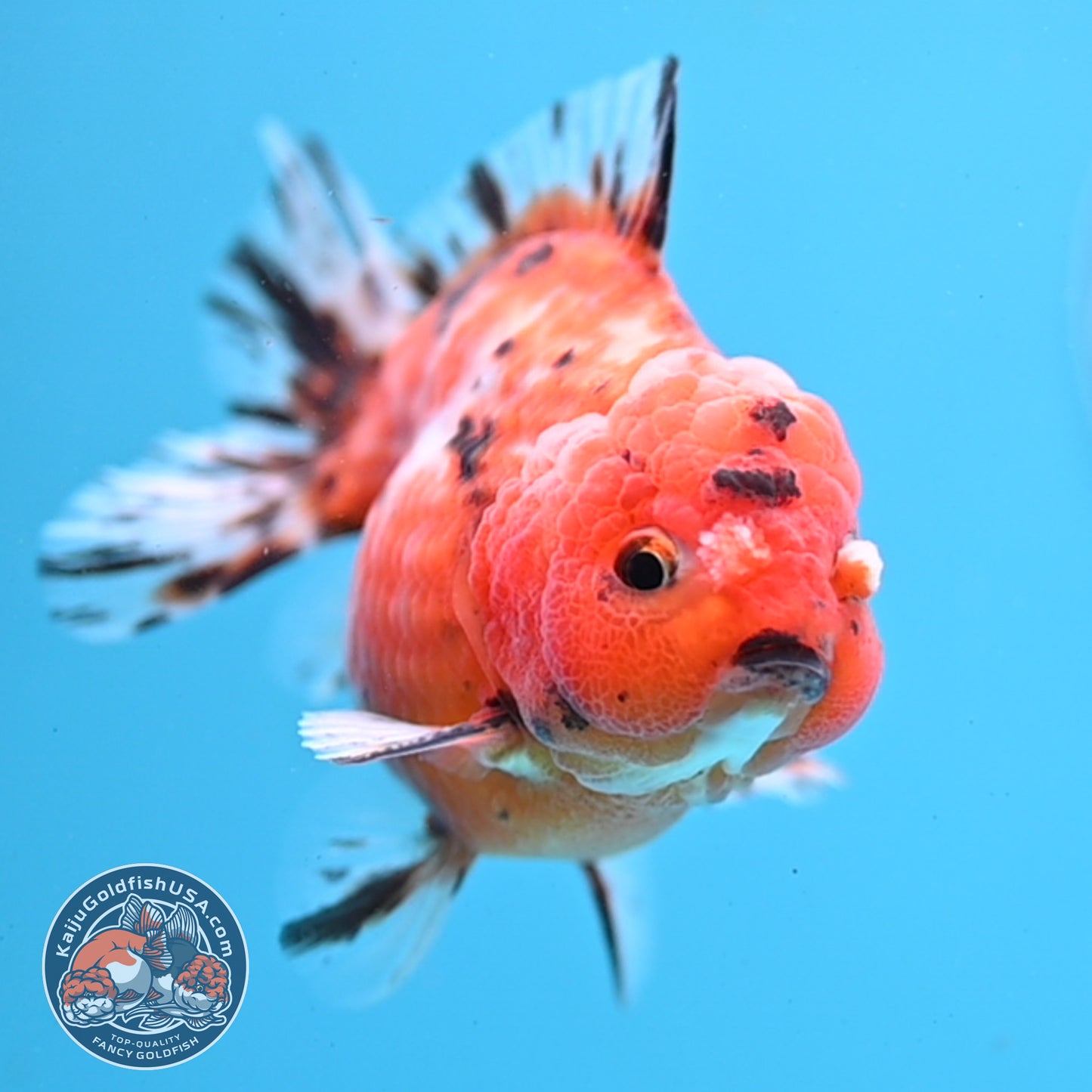 Juvenile Shogun Tricolor Sakura Oranda 3.25 inch Body (251031_OR01)