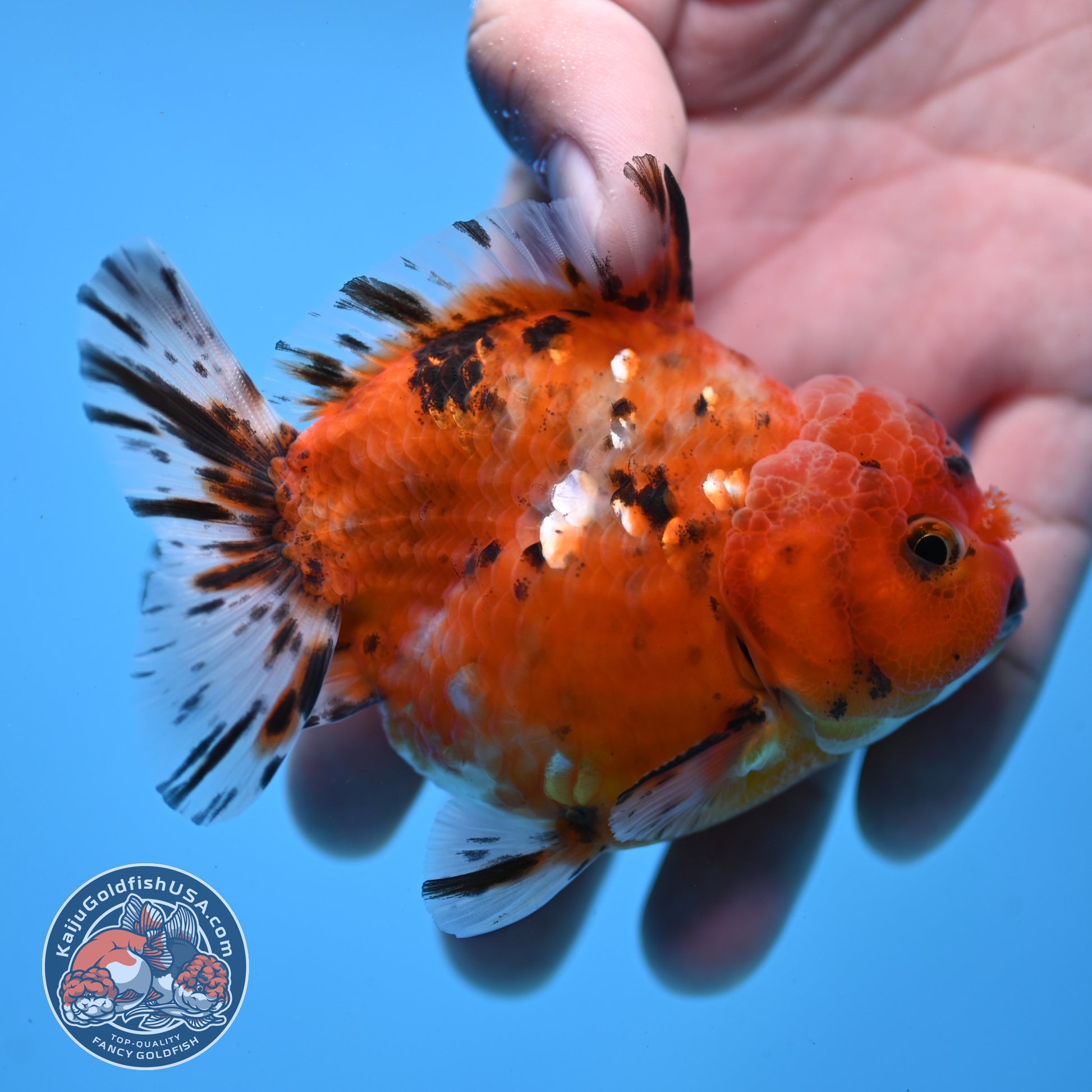 Juvenile Shogun Tricolor Sakura Oranda 3.25 inch Body (251031_OR01)
