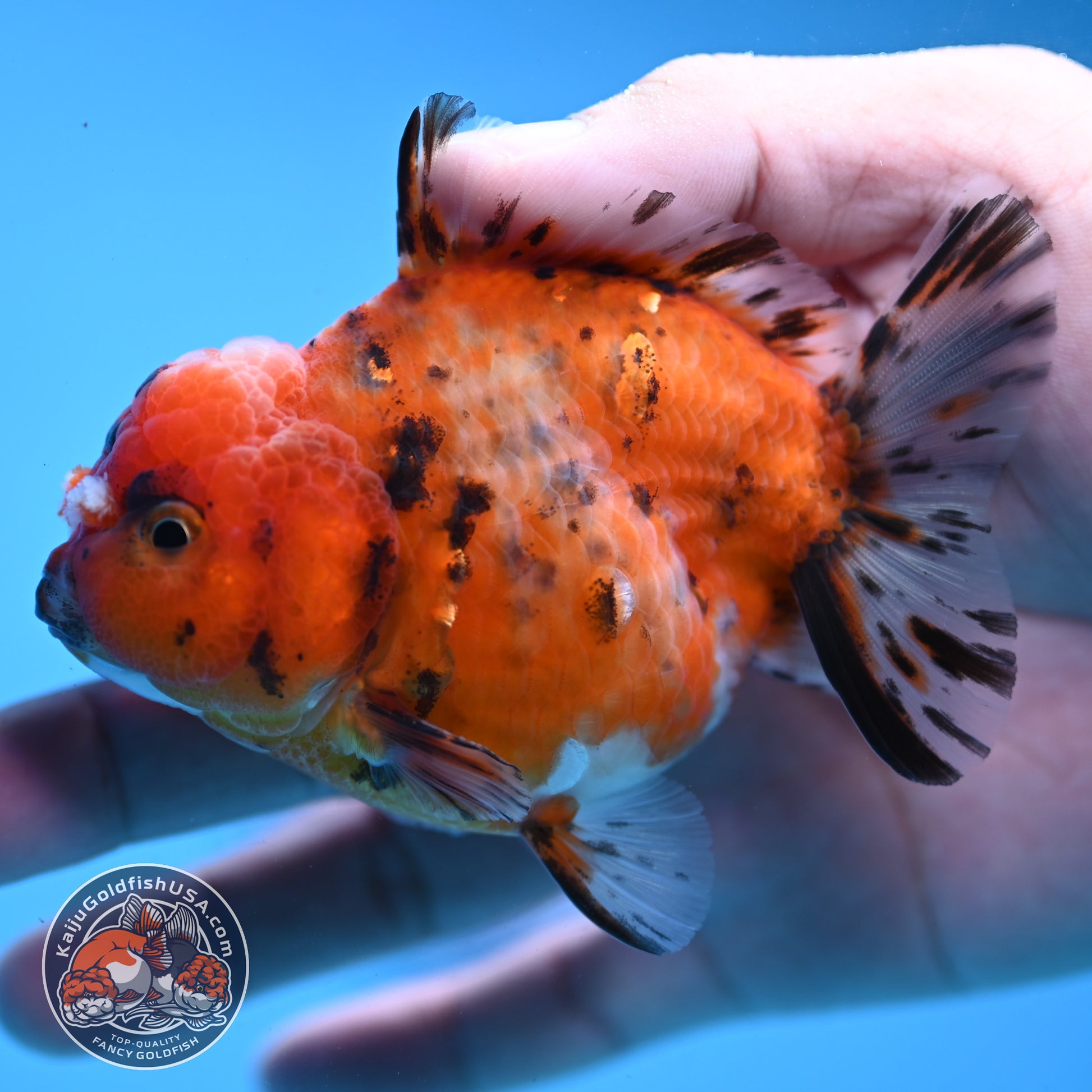 Juvenile Shogun Tricolor Sakura Oranda 3.25 inch Body (251031_OR01)