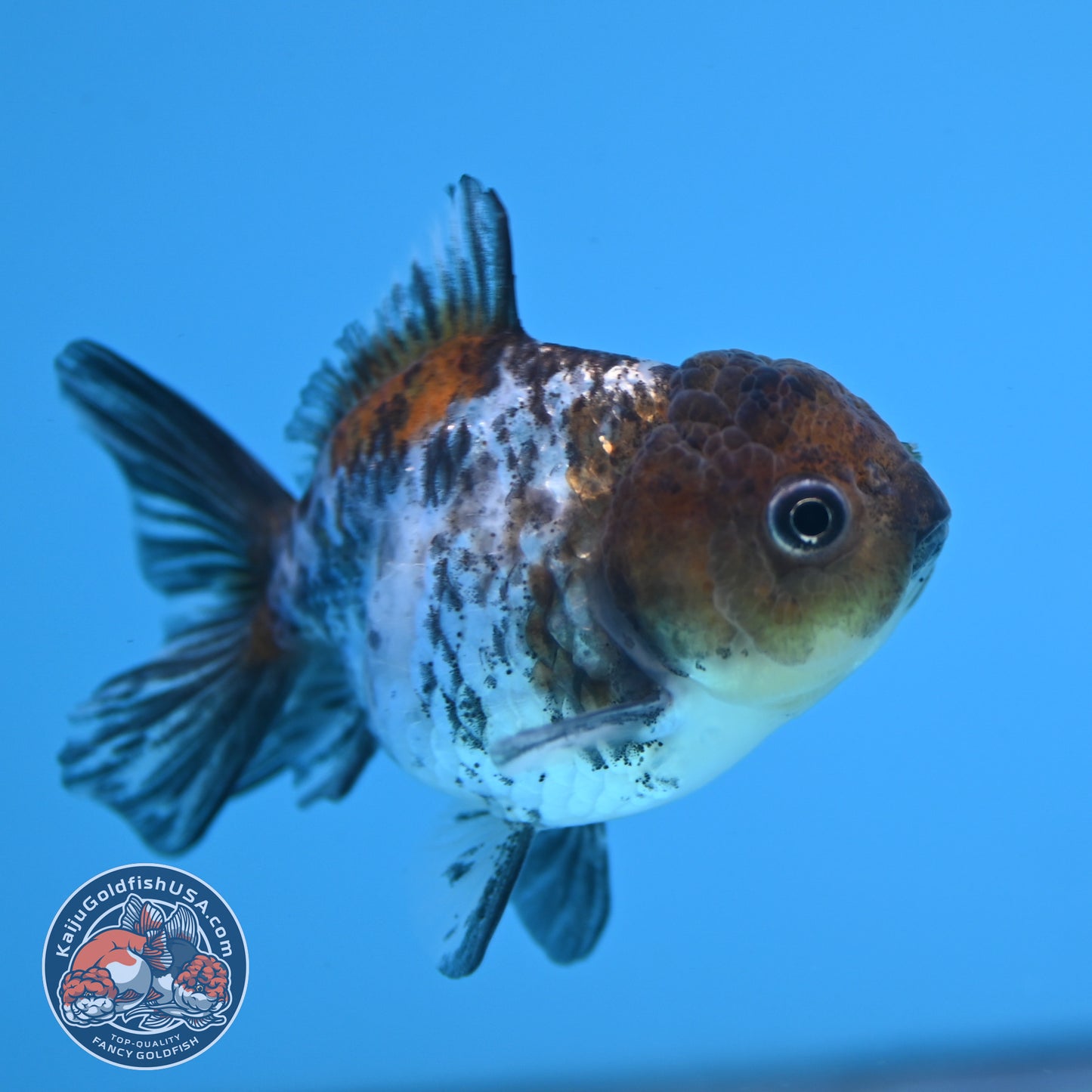 Juvenile Shogun White Tiger Oranda 3 inch Body (251031_OR08)