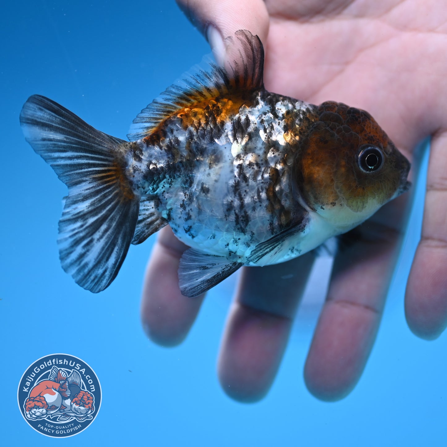 Juvenile Shogun White Tiger Oranda 3 inch Body (251031_OR08)