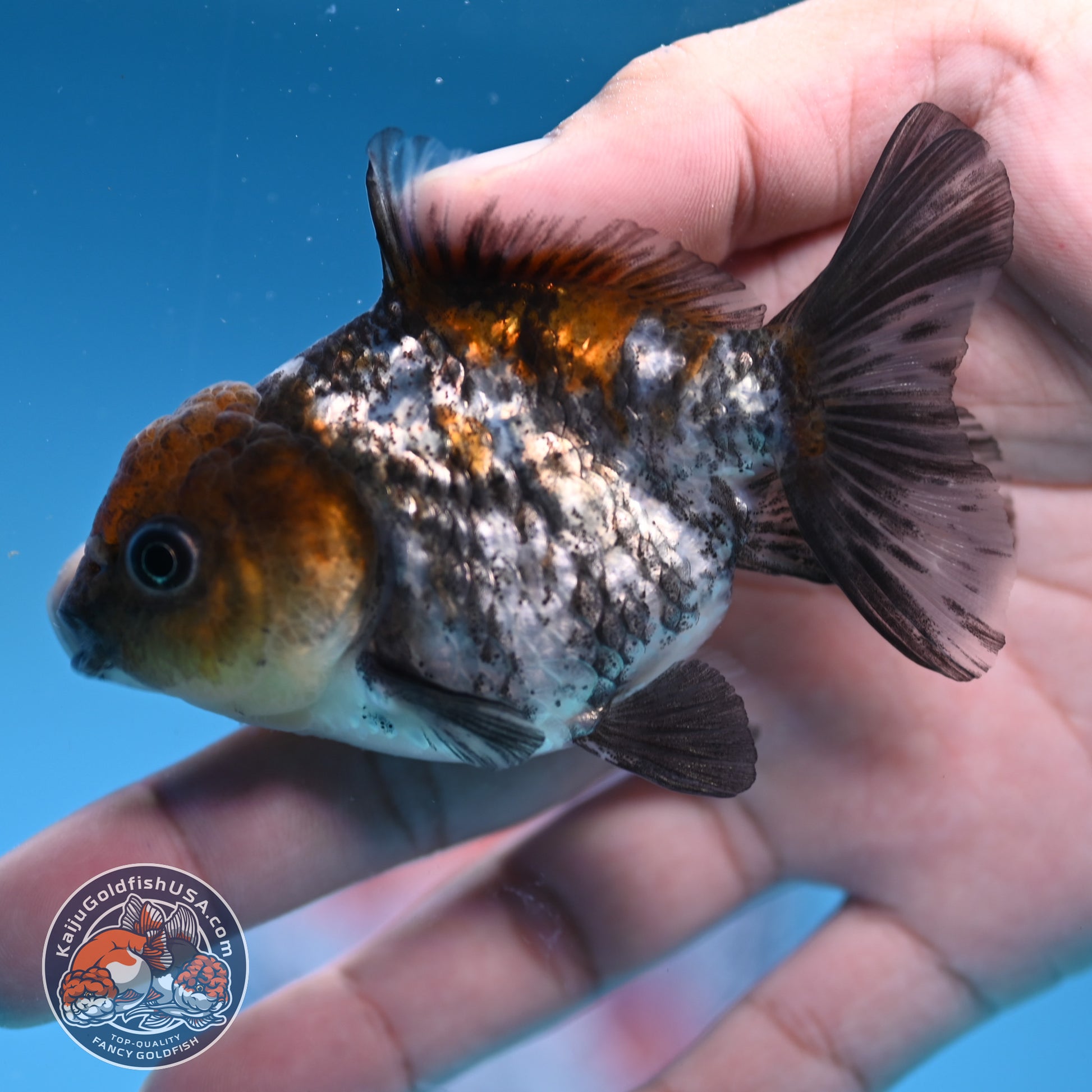 Juvenile Shogun White Tiger Oranda 3 inch Body (251031_OR08)