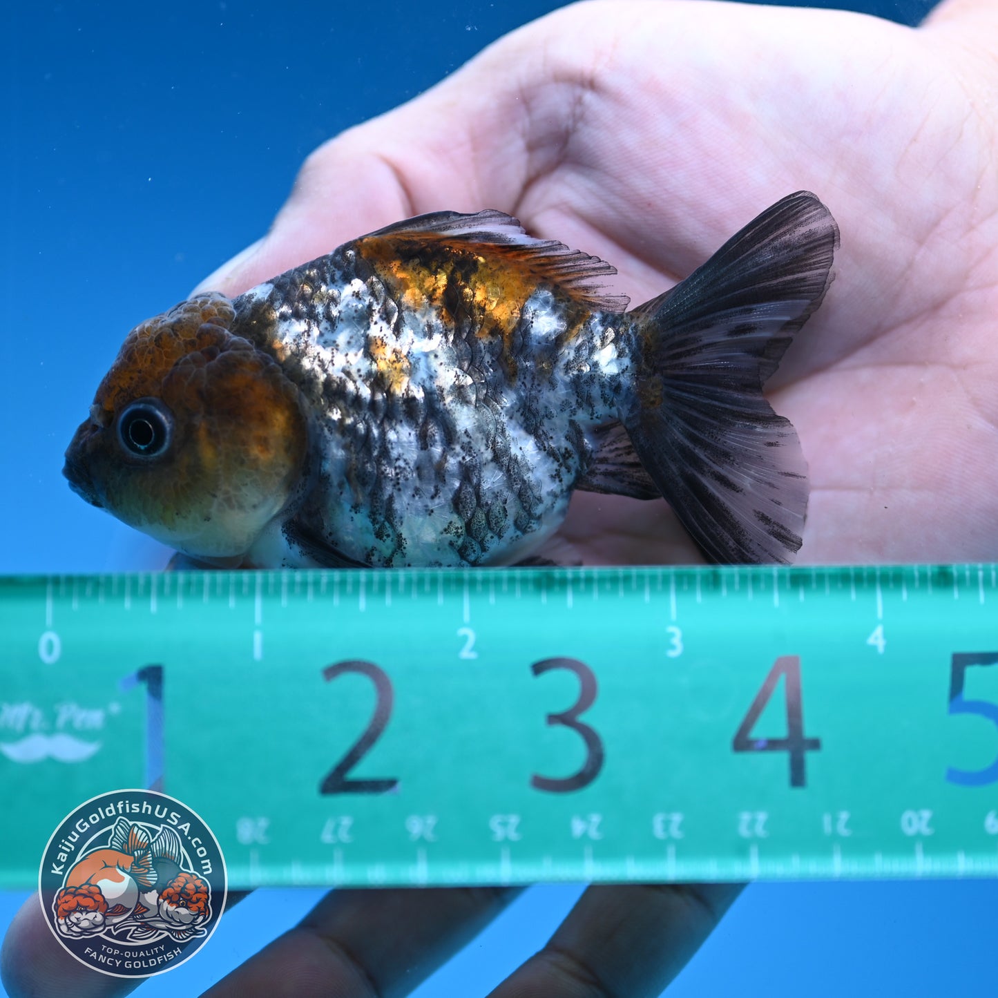 Juvenile Shogun White Tiger Oranda 3 inch Body (251031_OR08)