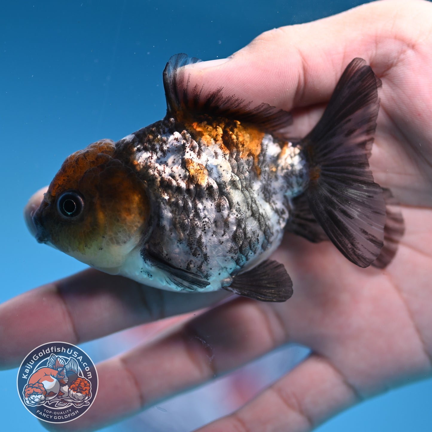 Juvenile Shogun White Tiger Oranda 3 inch Body (251031_OR08)