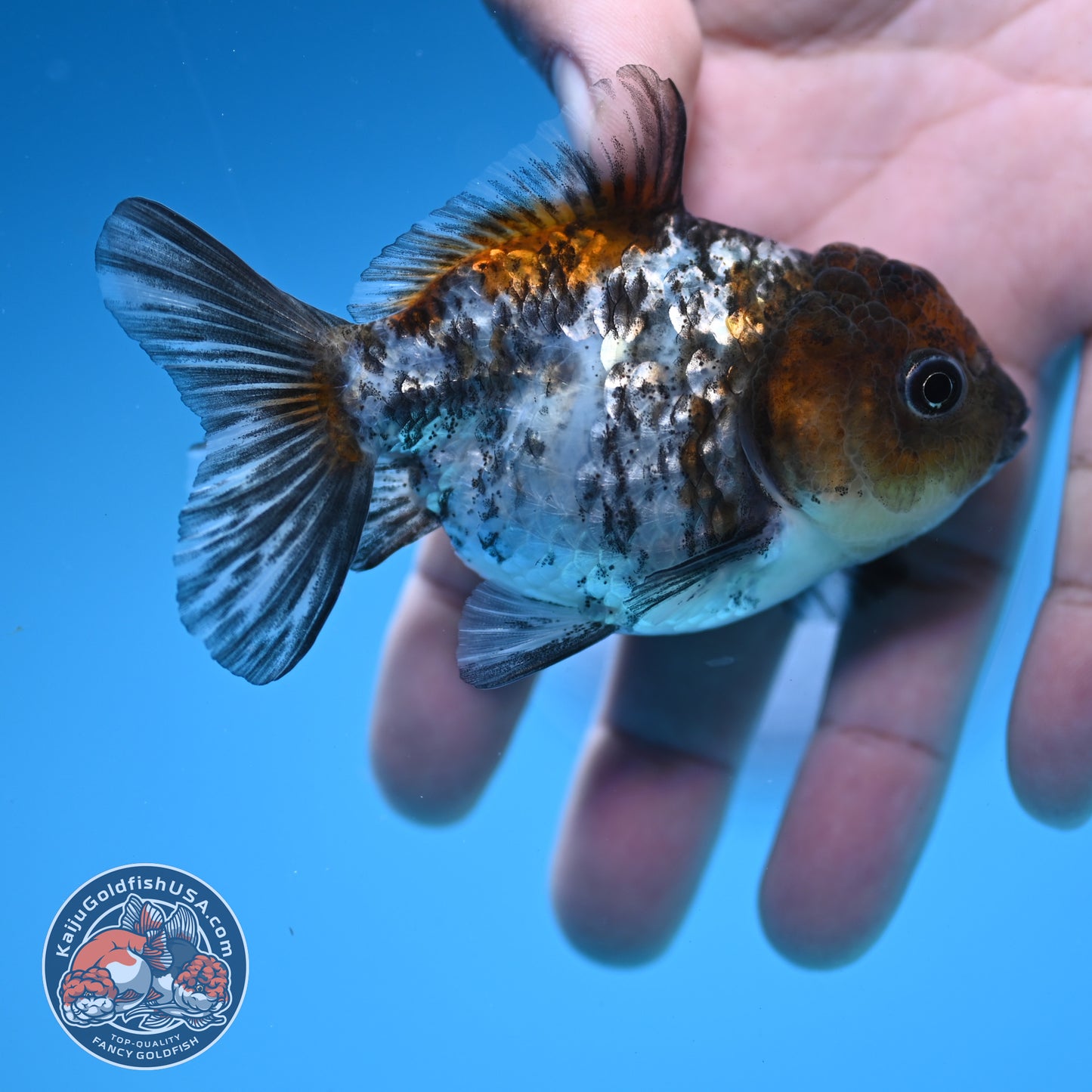 Juvenile Shogun White Tiger Oranda 3 inch Body (251031_OR08)