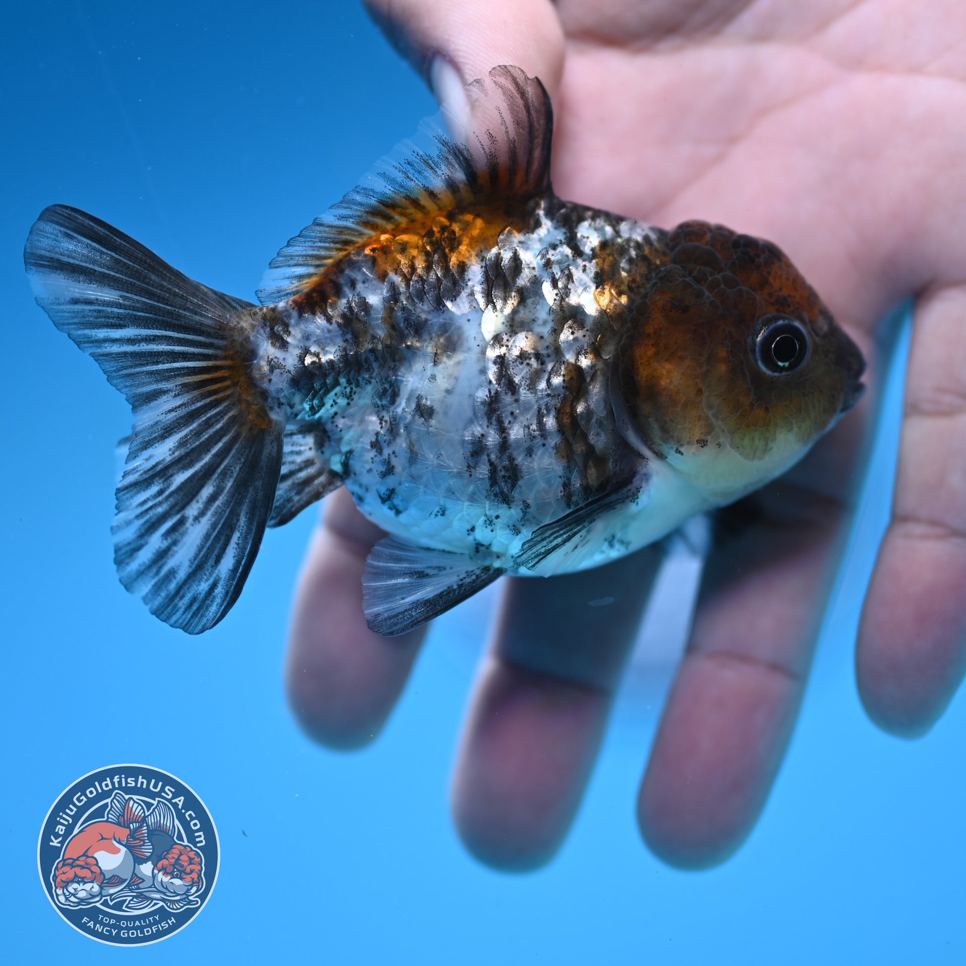 Juvenile Shogun White Tiger Oranda 3 inch Body (251031_OR08)