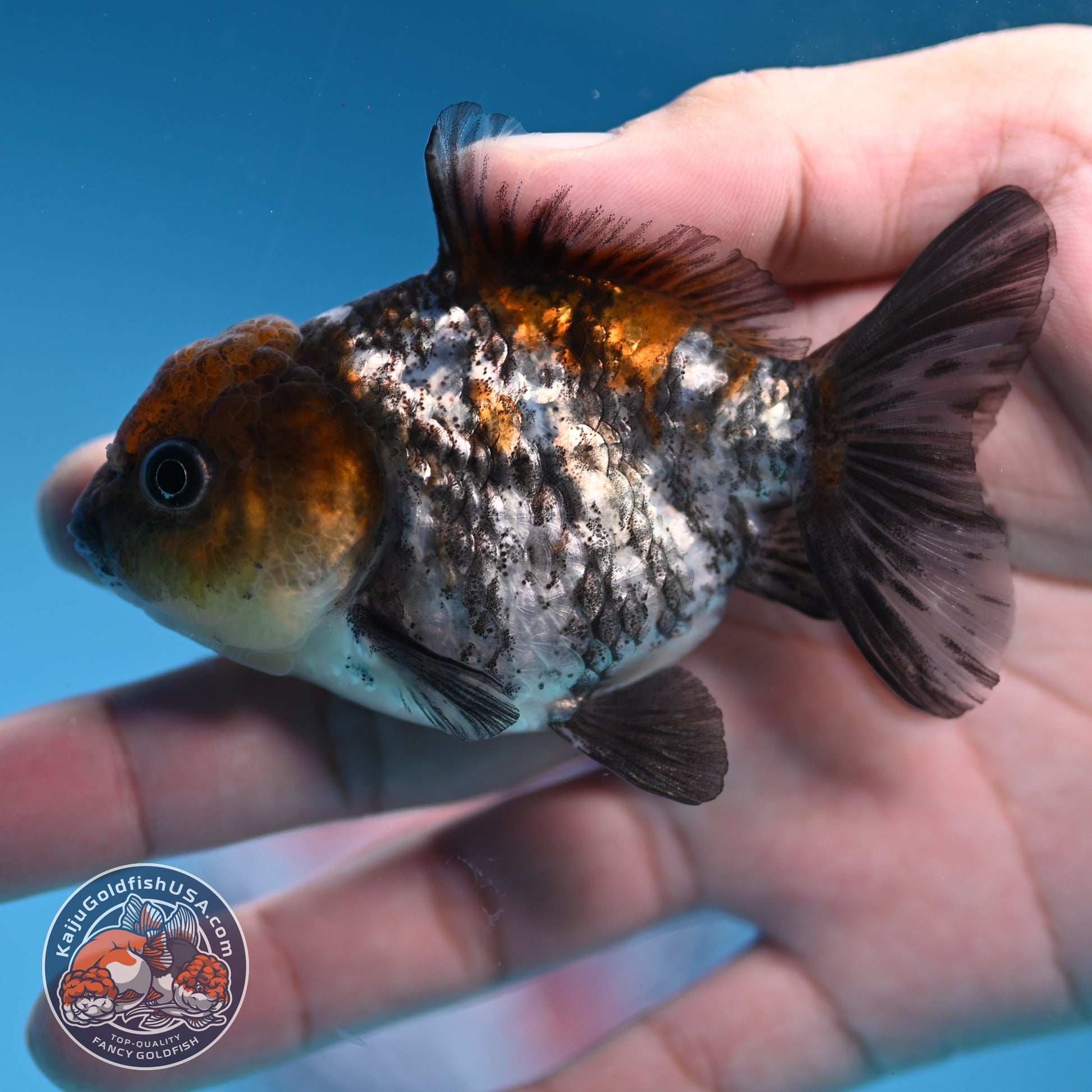 Juvenile Shogun White Tiger Oranda 3 inch Body (251031_OR08)