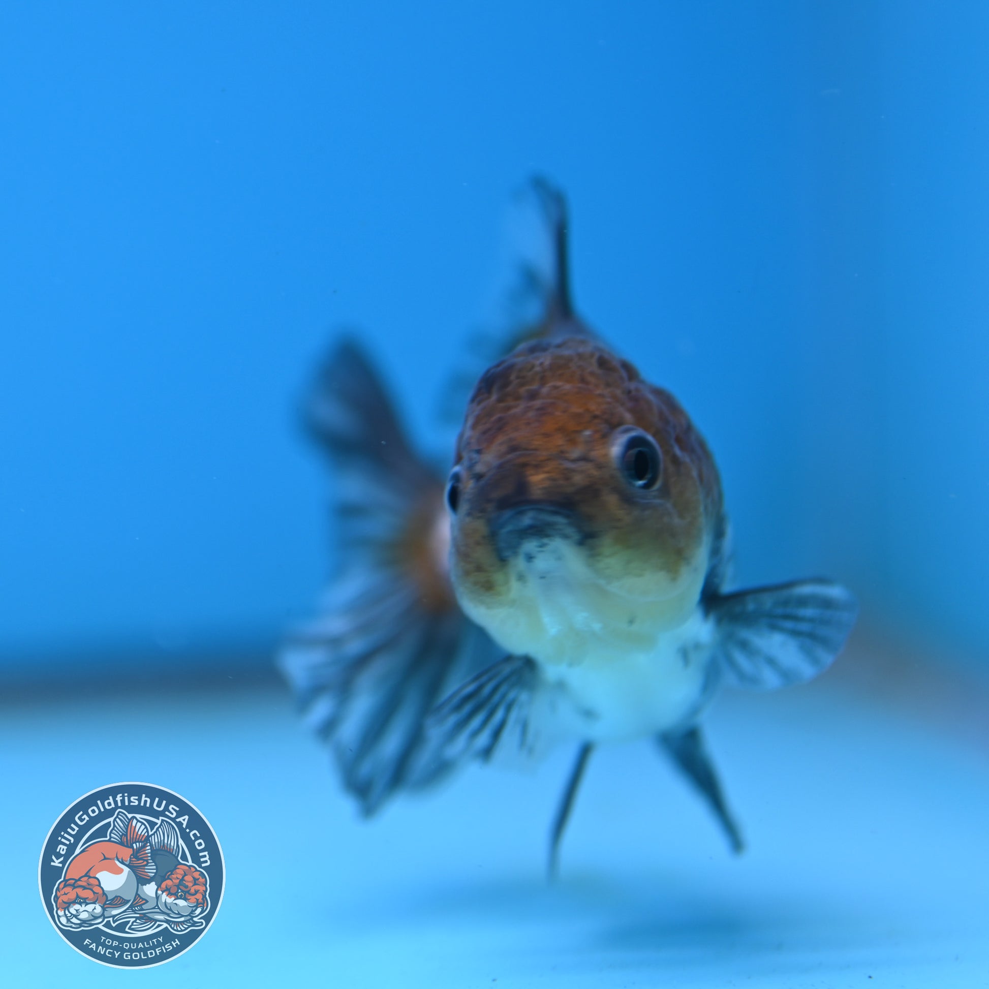 Juvenile Shogun White Tiger Oranda 3 inch Body (251031_OR08)