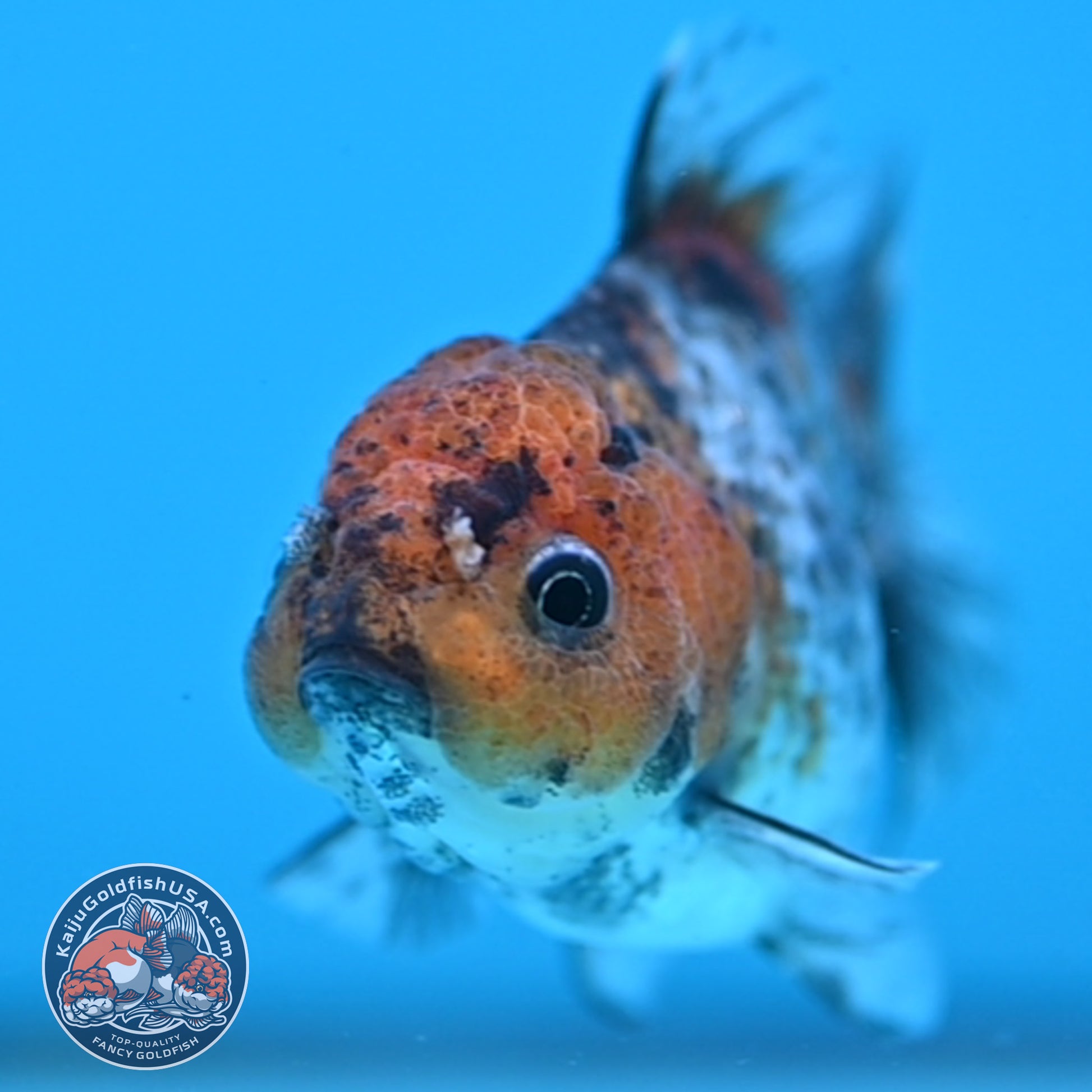 Juvenile Shogun White Tiger Oranda 3 inch Body (251031_OR09)